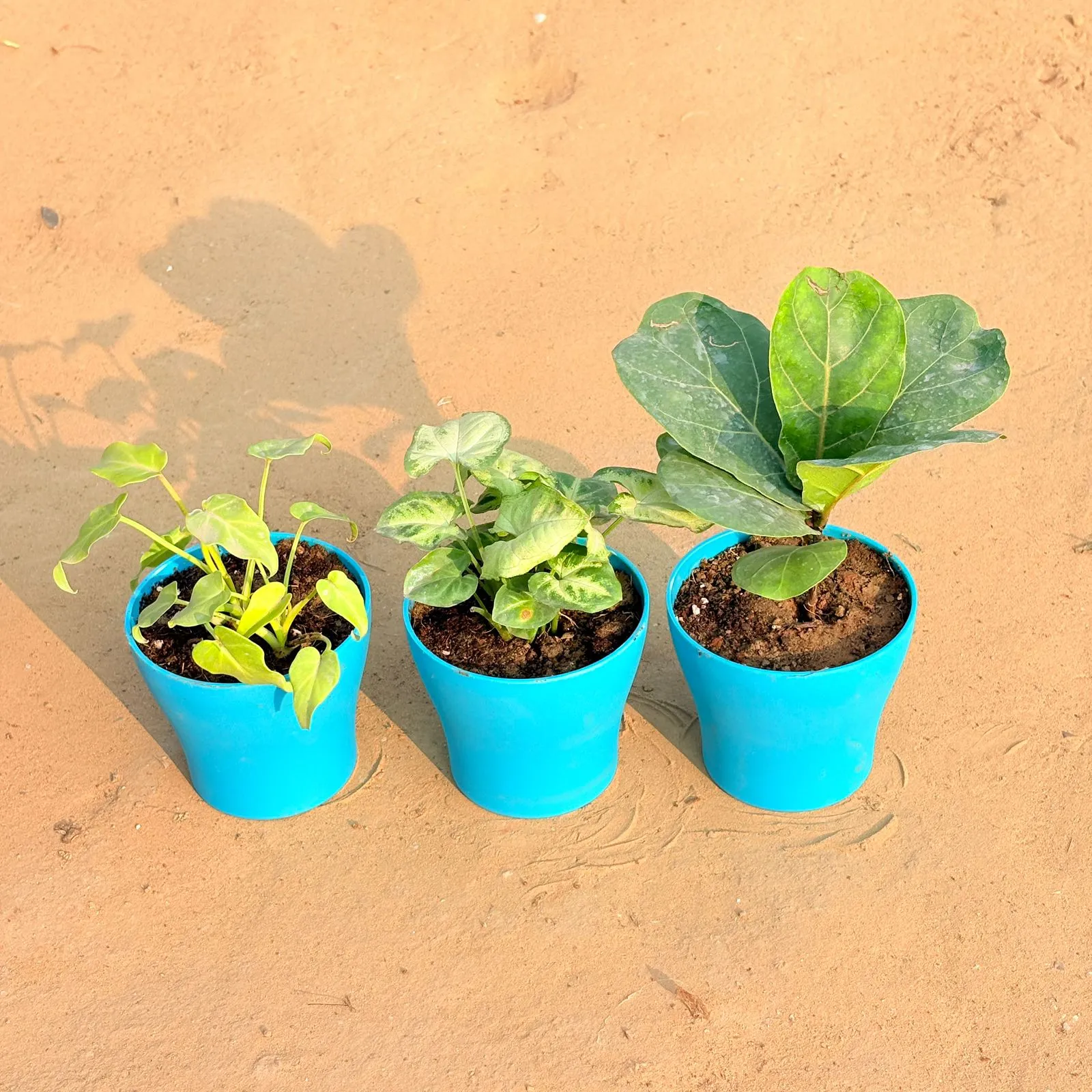 Set of 3 - Xanadu Golden, Syngonium Yammi & Fiddle Leaf Fig / Ficus Lyrata in 4 Inch English Blue Premium Daisy Plastic Planter
