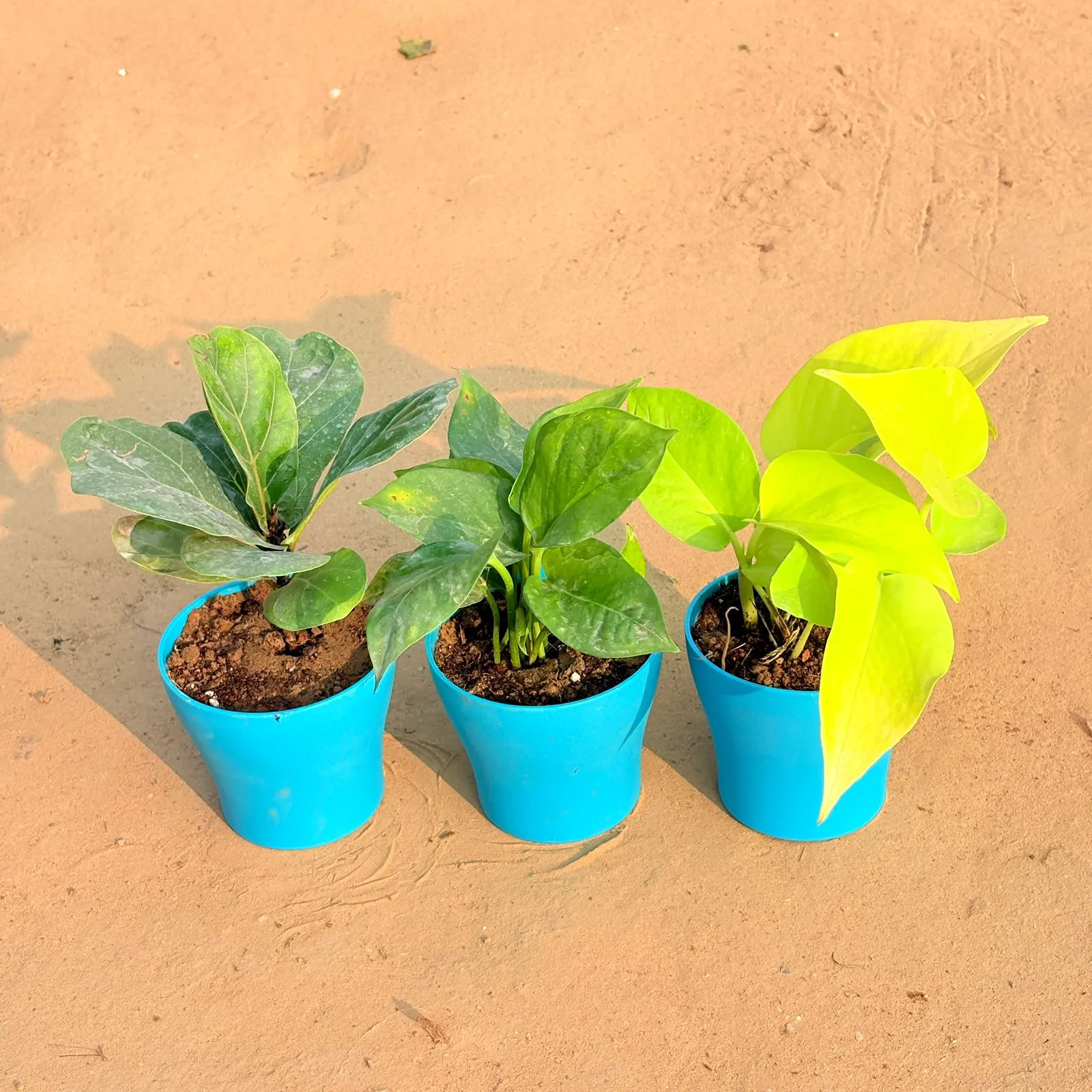 Set of 3 - Fiddle Leaf Fig / Ficus Lyrata, Money Plant Green & Golden Money Plant in 4 Inch English Blue Premium Daisy Plastic Planter