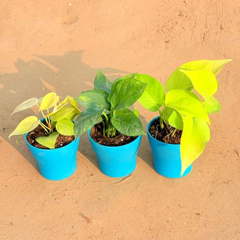 Set of 3 - Oxycardium Golden, Money Plant Green & Golden Money Plant in 4 Inch English Blue Premium Daisy Plastic Planter
