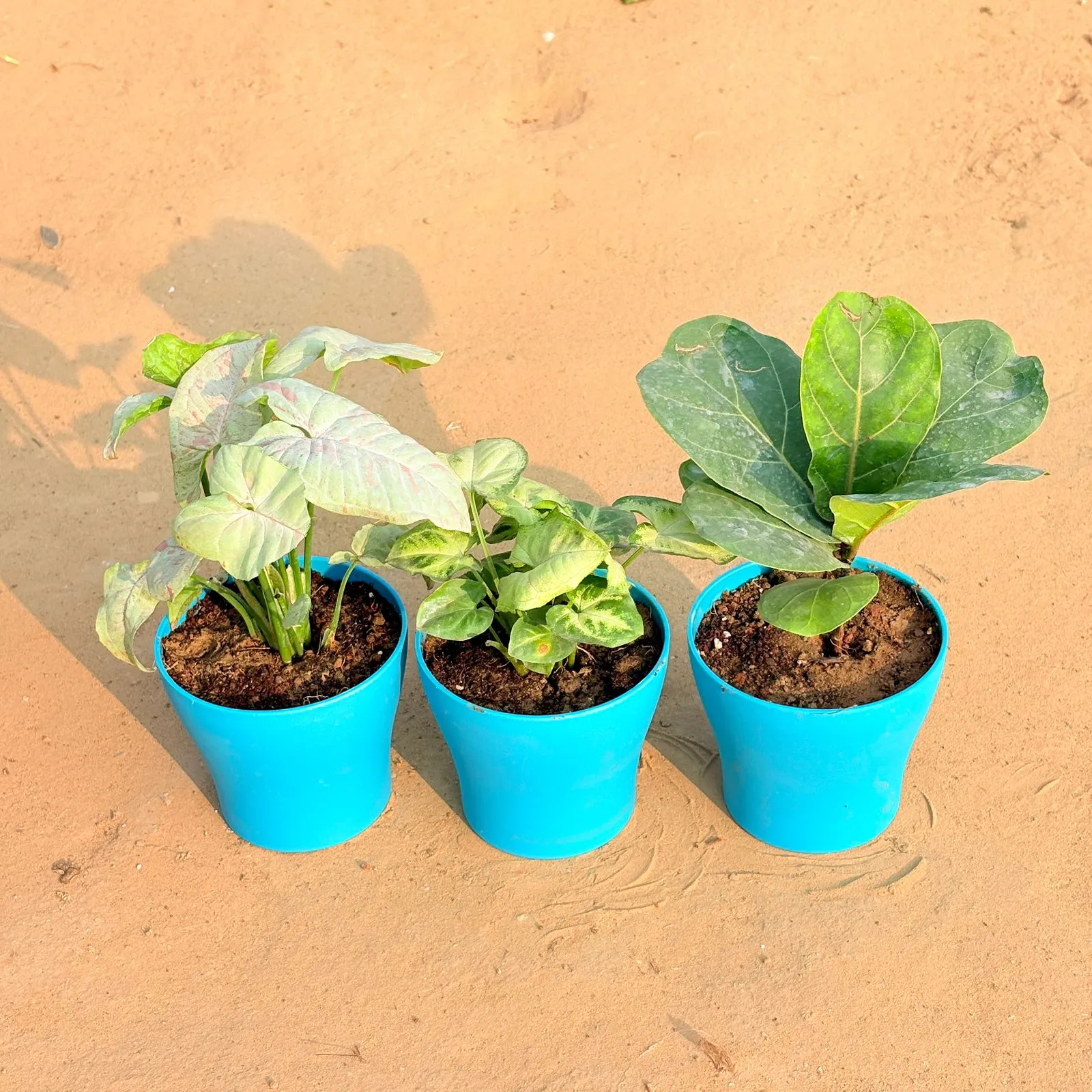Set of 3 - Syngonium Candyfloss, Syngonium Yammi & Fiddle Leaf Fig / Ficus Lyrata in 4 Inch English Blue Premium Daisy Plastic Planter