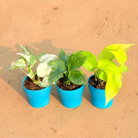 Set of 3 - Marble Money Plant, Money Plant Green & Golden Money Plant in 4 Inch English Blue Premium Daisy Plastic Planter