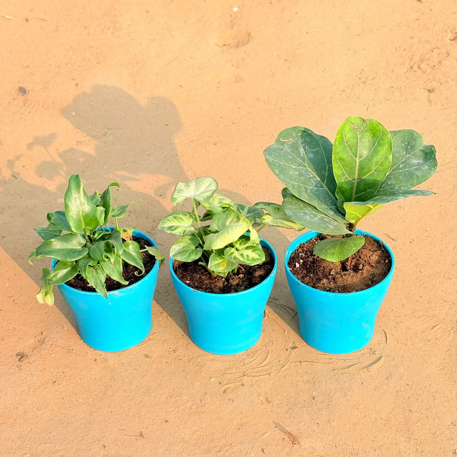 Set of 3 - Xanadu Green, Syngonium Yammi & Fiddle Leaf Fig / Ficus Lyrata in 4 Inch English Blue Premium Daisy Plastic Planter