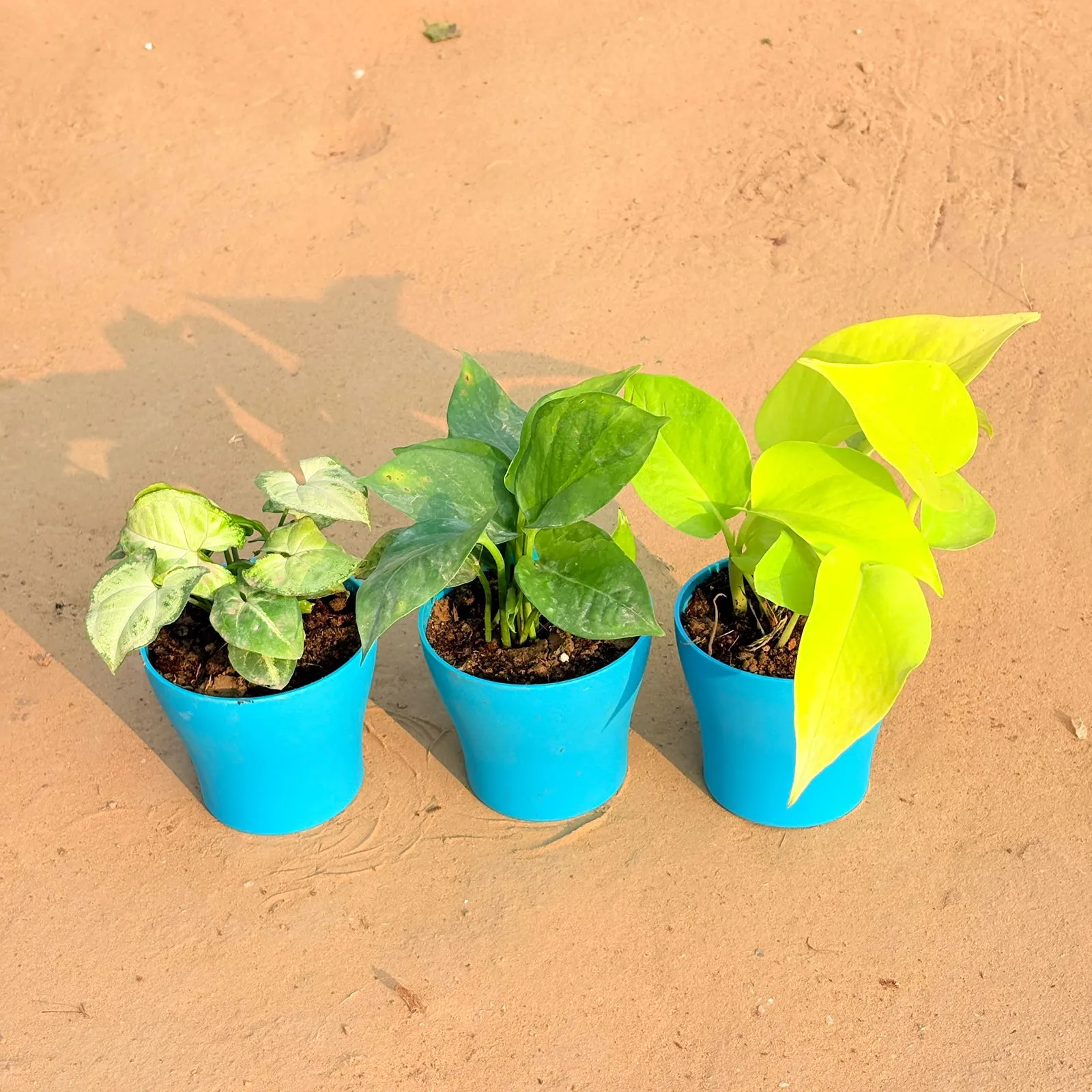 Set of 3 - Syngonium Yammi, Money Plant Green & Golden Money Plant in 4 Inch English Blue Premium Daisy Plastic Planter