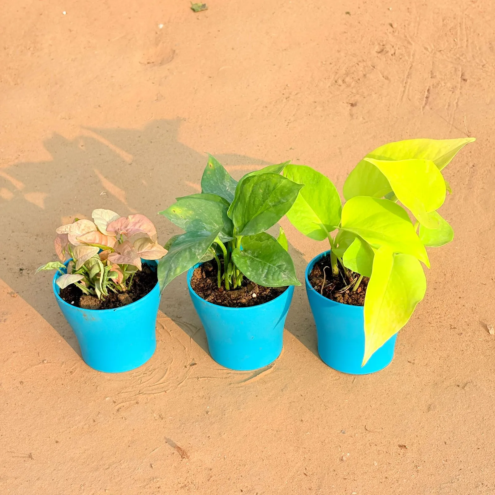 Set of 3 - Syngonium Pink, Money Plant Green & Golden Money Plant in 4 Inch English Blue Premium Daisy Plastic Planter