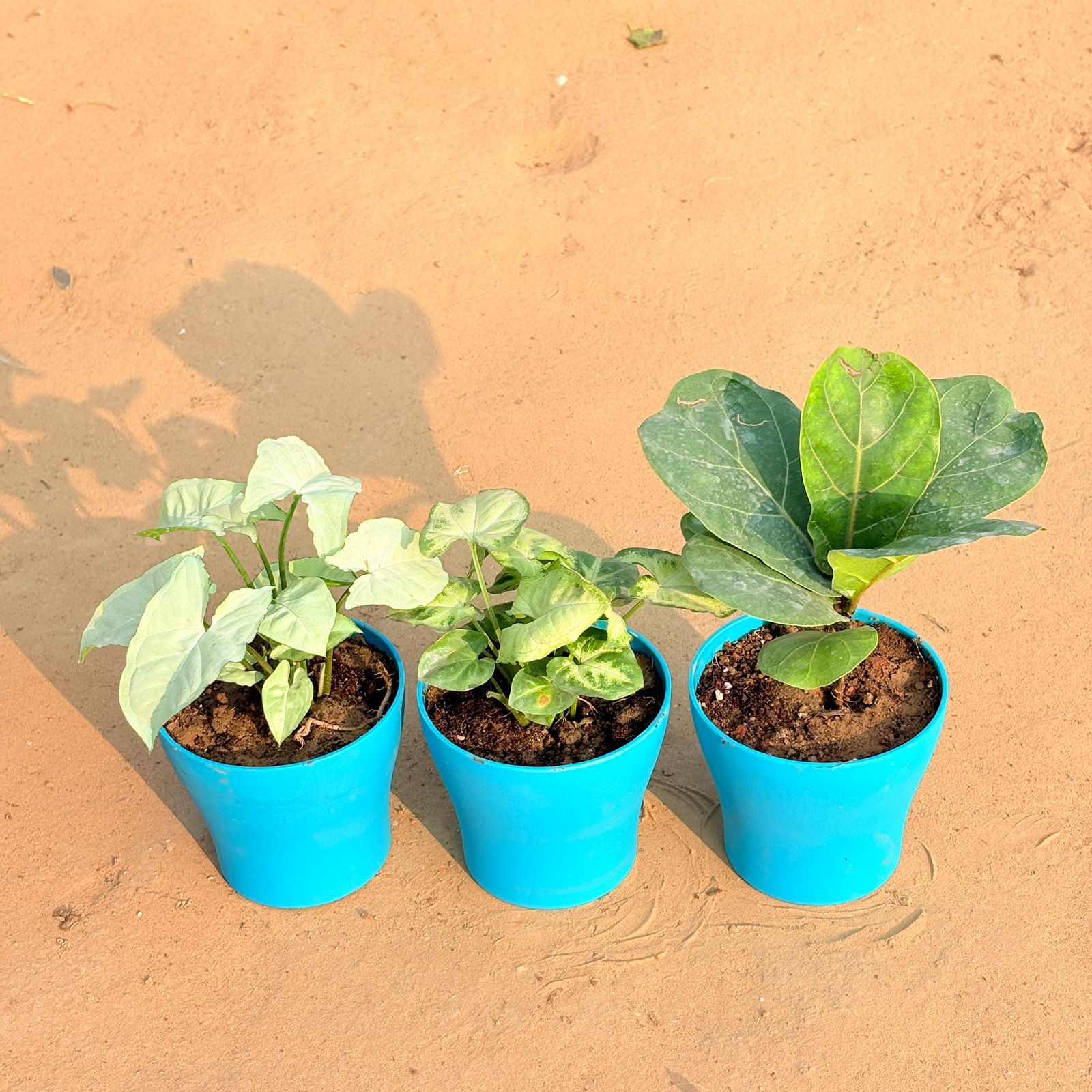 Set of 3 - Syngonium White, Syngonium Yammi & Fiddle Leaf Fig / Ficus Lyrata in 4 Inch English Blue Premium Daisy Plastic Planter