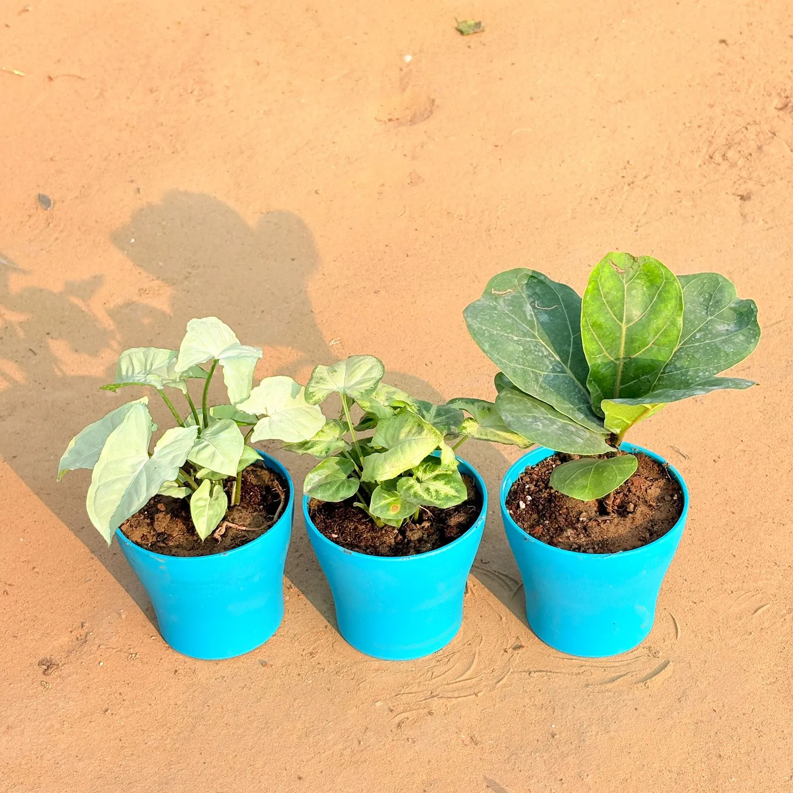Set of 3 - Syngonium White, Syngonium Yammi & Fiddle Leaf Fig / Ficus Lyrata in 4 Inch English Blue Premium Daisy Plastic Planter