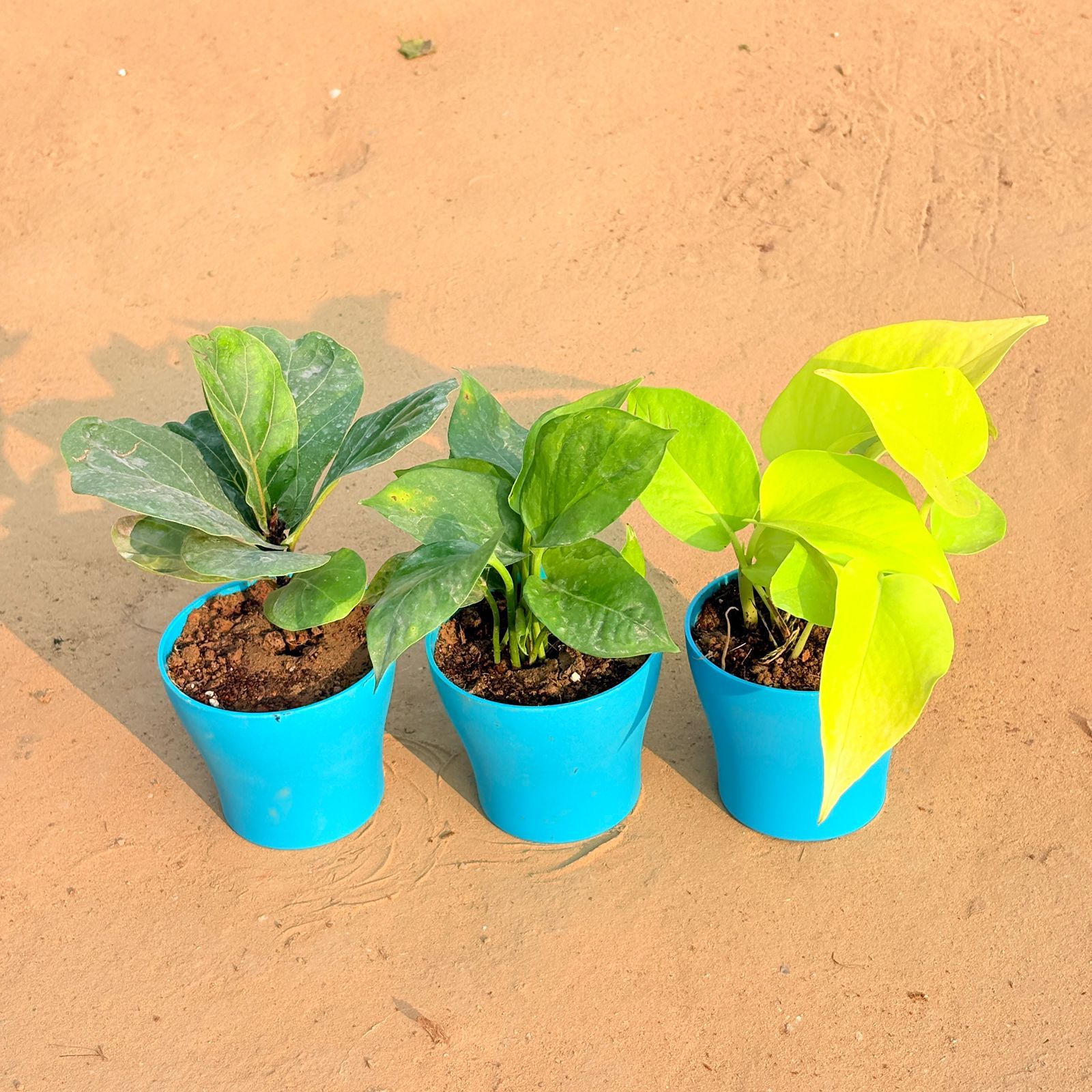 Set of 3 - Fiddle Leaf Fig / Ficus Lyrata, Money Plant Green & Golden Money Plant in 4 Inch English Blue Premium Daisy Plastic Planter