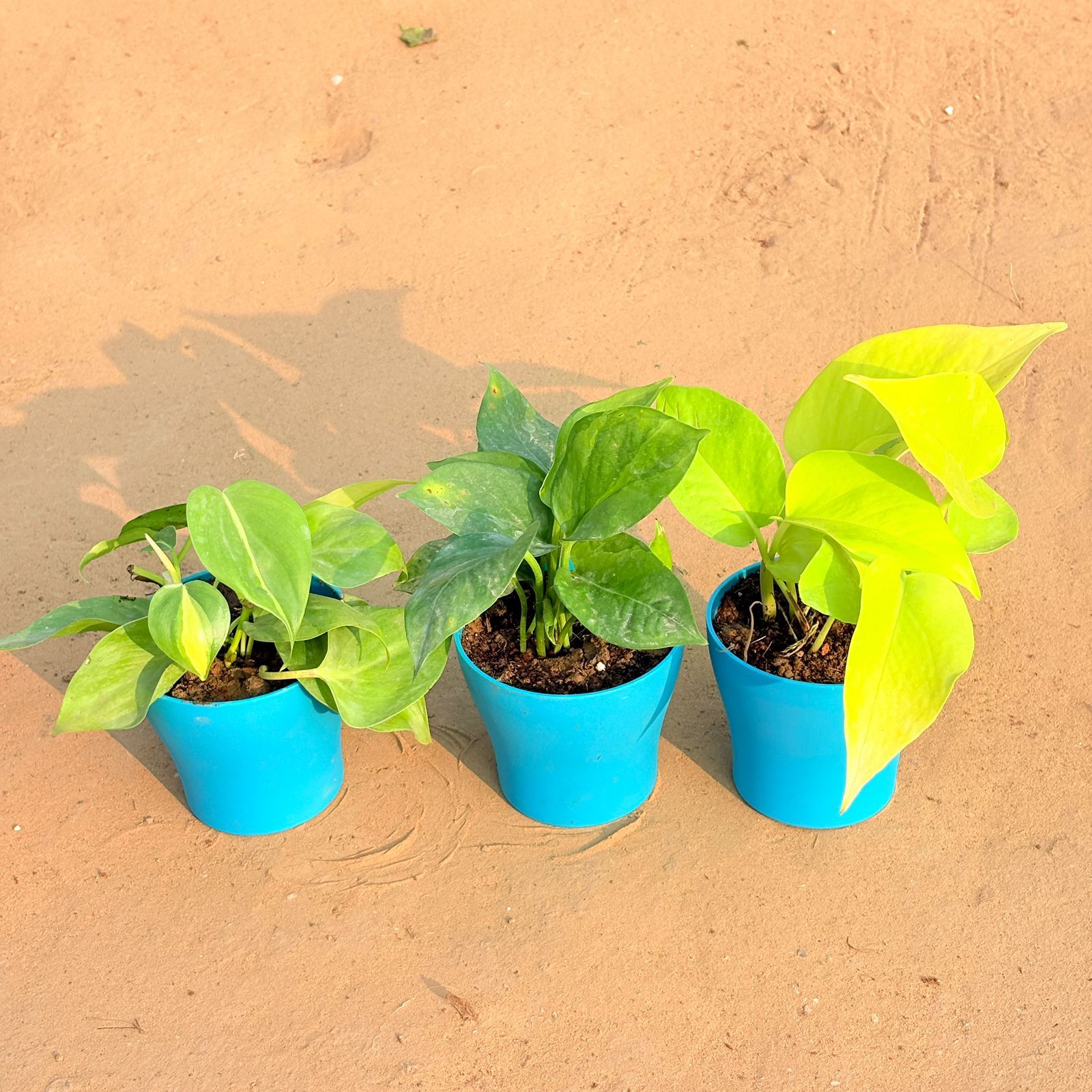 Set of 3 - Oxycardium Brazil /Vareigated, Money Plant Green & Golden Money Plant in 4 Inch English Blue Premium Daisy Plastic Planter