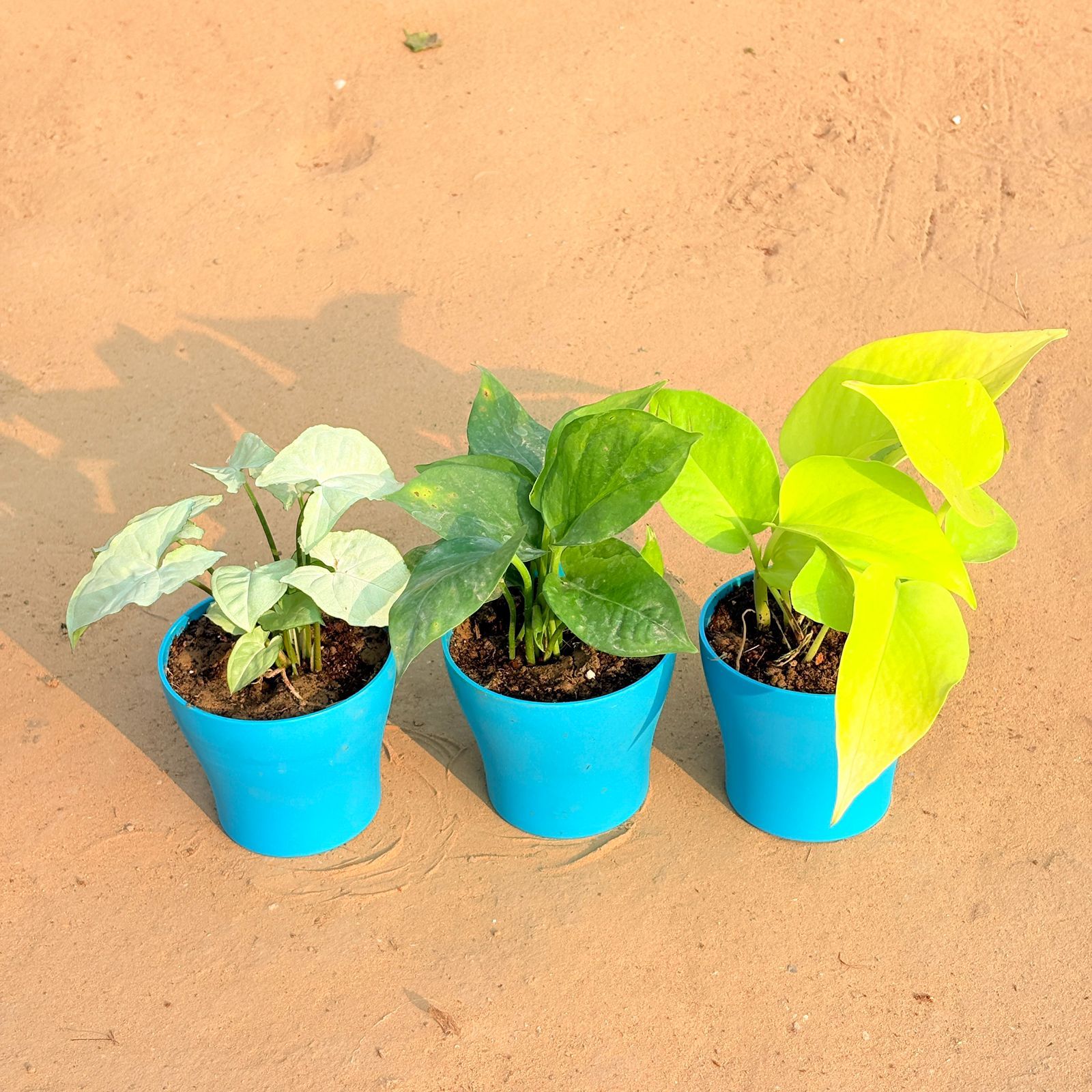 Set of 3 - Syngonium White, Money Plant Green & Golden Money Plant in 4 Inch English Blue Premium Daisy Plastic Planter