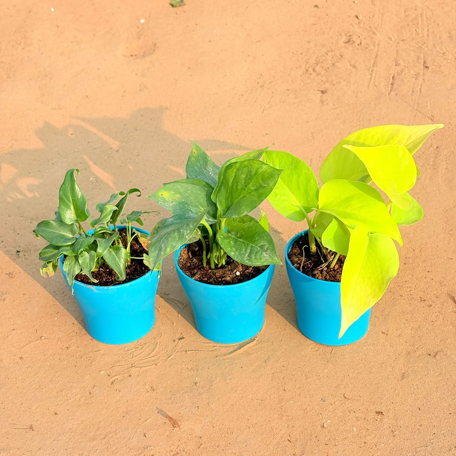 Set of 3 - Xanadu Green, Money Plant Green & Golden Money Plant in 4 Inch English Blue Premium Daisy Plastic Planter
