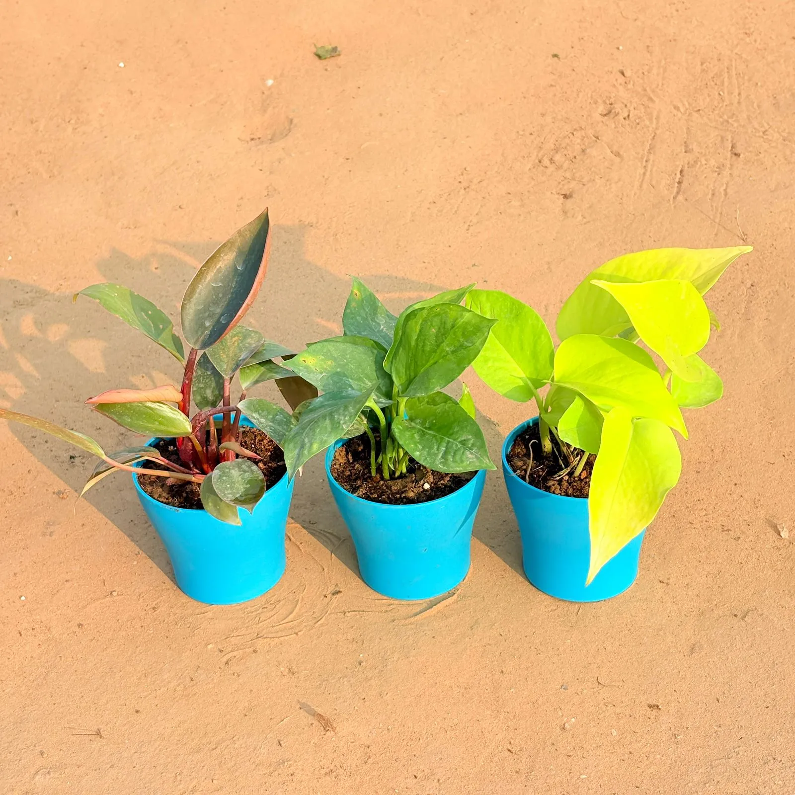 Set of 3 - Philodendron Red, Money Plant Green & Golden Money Plant in 4 Inch English Blue Premium Daisy Plastic Planter