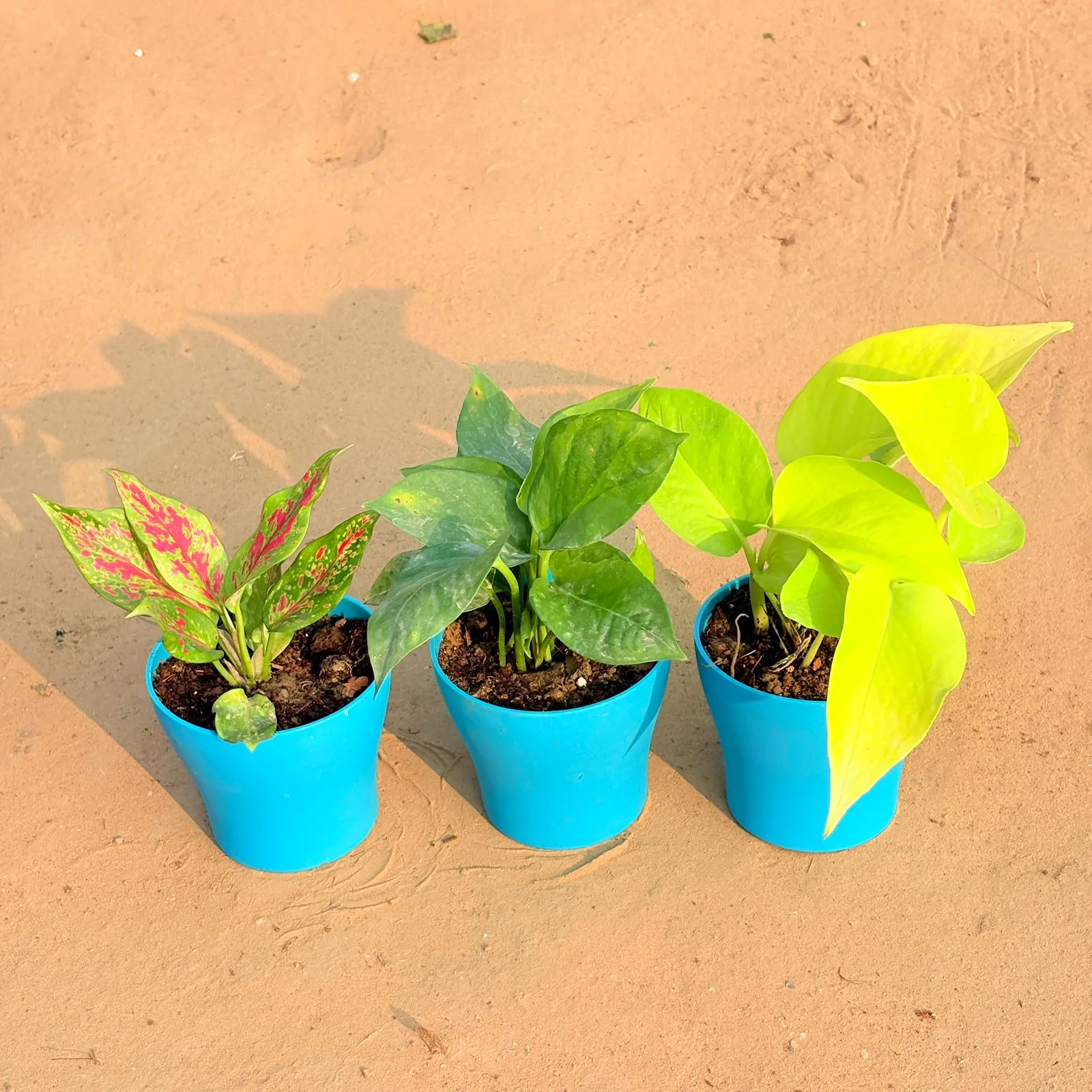 Set of 3 - Aglaonema Pink Dalmatian / Valentine, Money Plant Green & Golden Money Plant in 4 Inch English Blue Premium Daisy Plastic Planter
