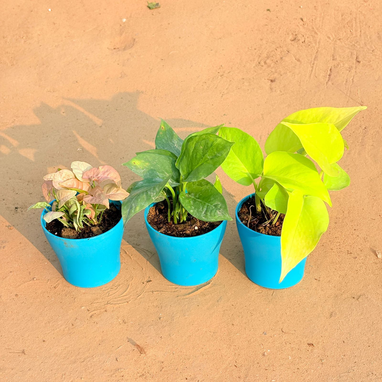 Set of 3 - Syngonium Pink, Money Plant Green & Golden Money Plant in 4 Inch English Blue Premium Daisy Plastic Planter