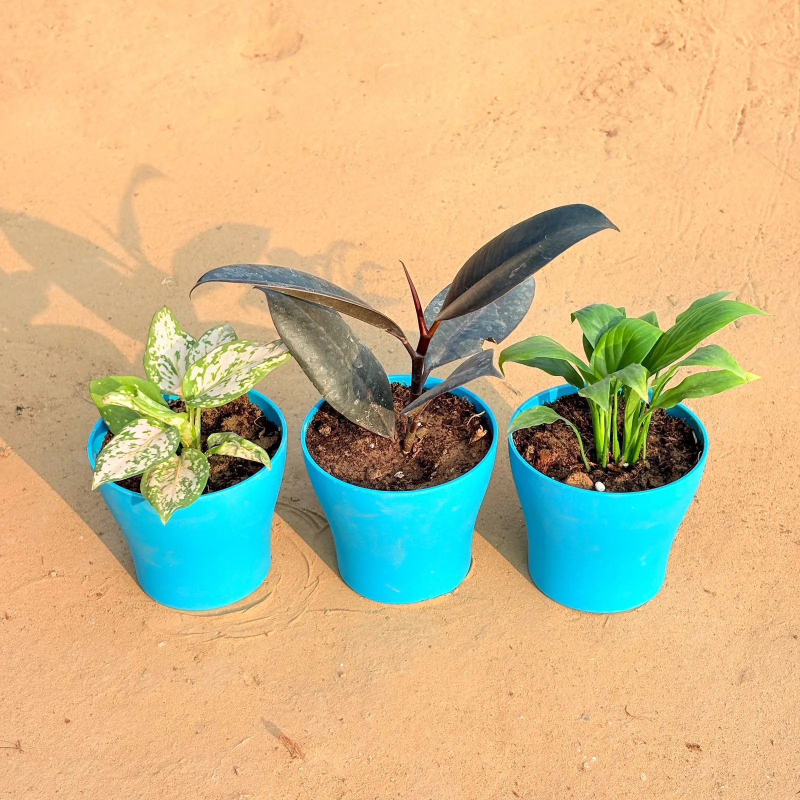 Set of 3 - Aglaonema White, Rubber Black & Peace Lily in 4 Inch English Blue Premium Daisy Plastic Planter