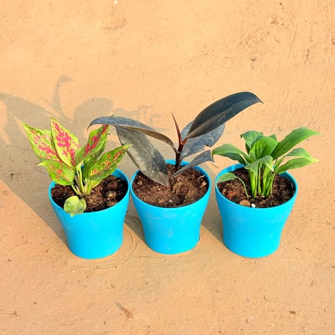 Set of 3 - Aglaonema Pink Dalmatian / Valentine, Rubber Black & Peace Lily in 4 Inch English Blue Premium Daisy Plastic Planter
