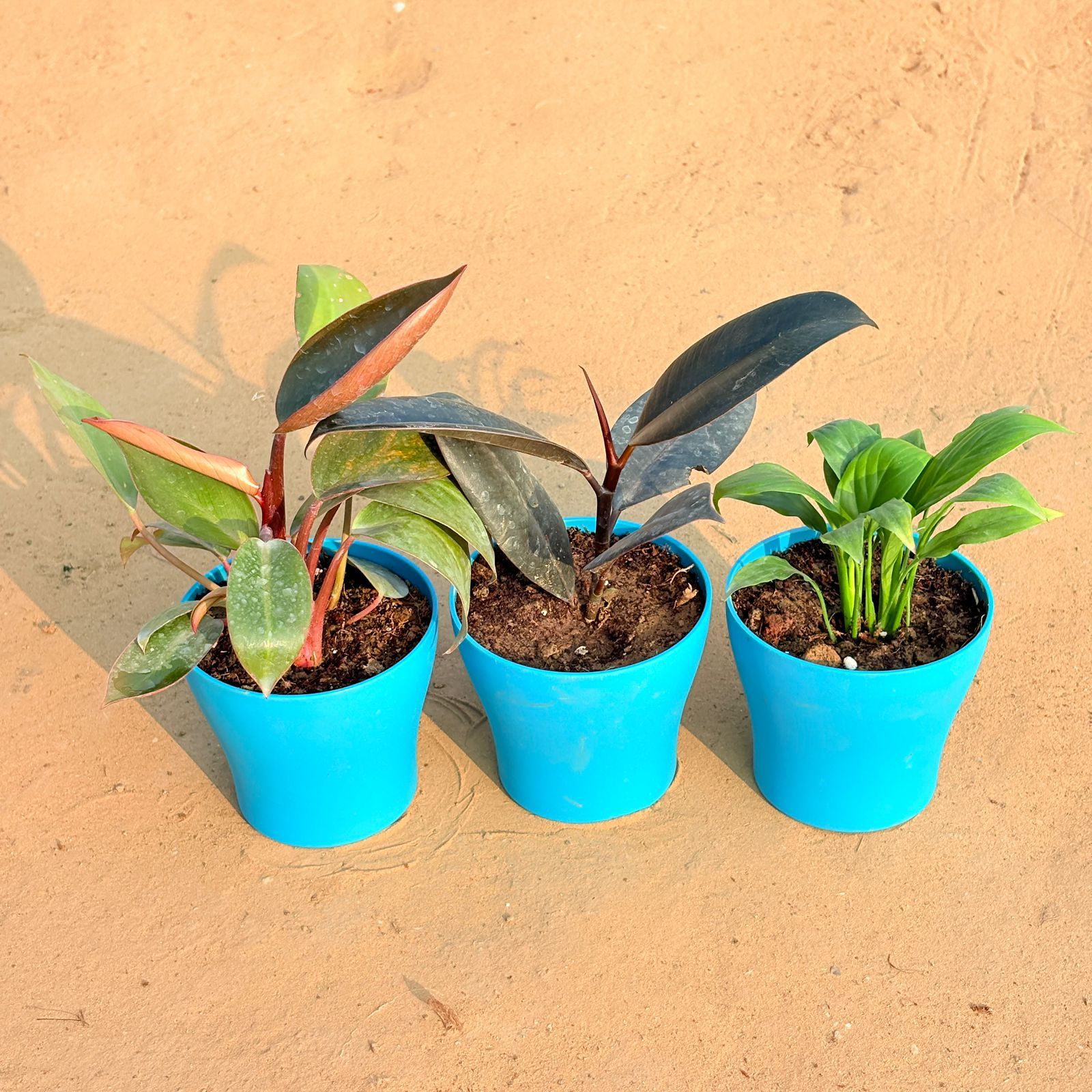 Set of 3 - Philodendron Red, Rubber Black & Peace Lily in 4 Inch English Blue Premium Daisy Plastic Planter