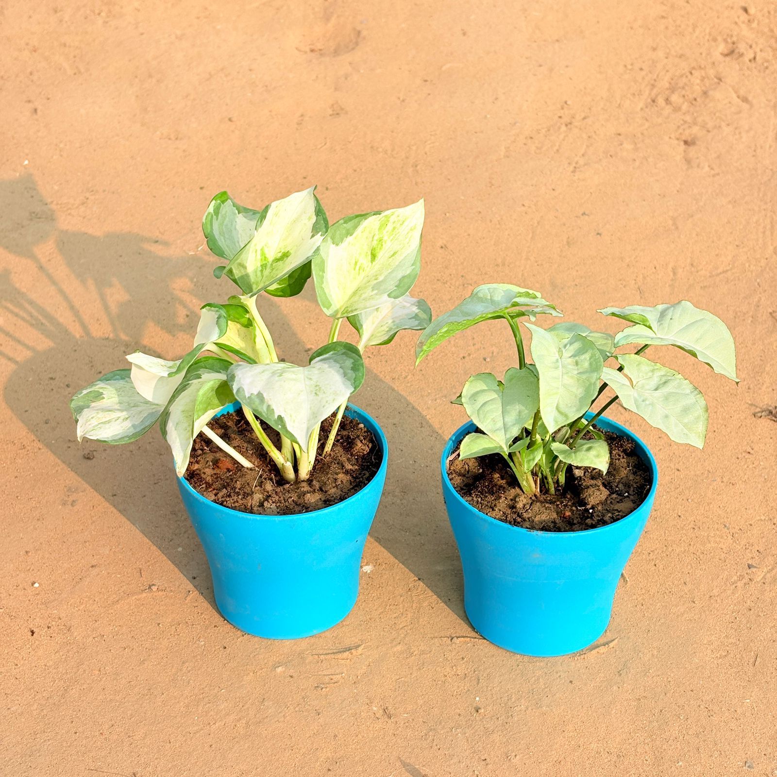 Set of 2 - Marble Money Plant & Syngonium White in 4 Inch English Blue Premium Daisy Plastic Planter