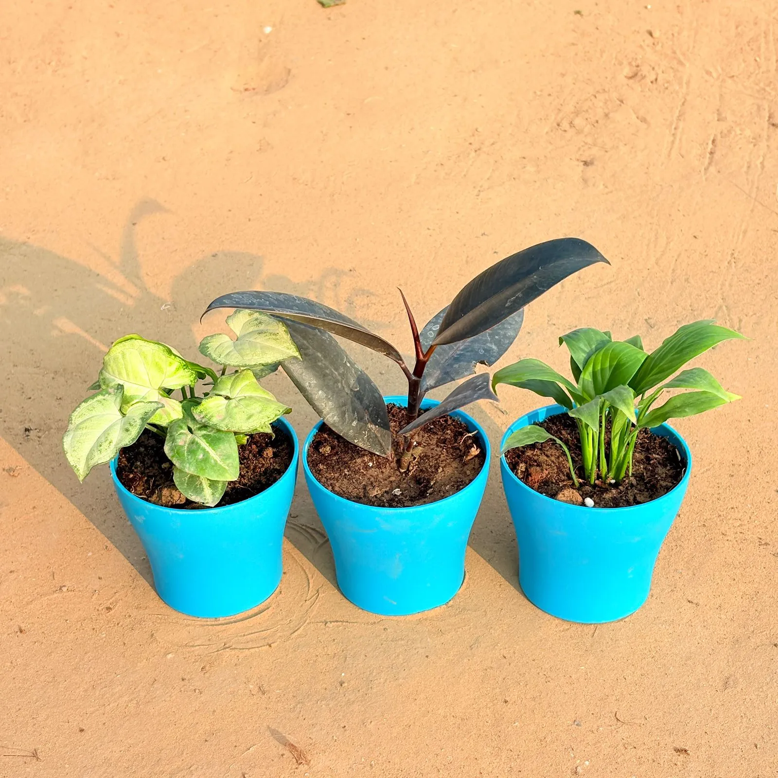 Set of 3 - Syngonium Yammi, Rubber Black & Peace Lily in 4 Inch English Blue Premium Daisy Plastic Planter