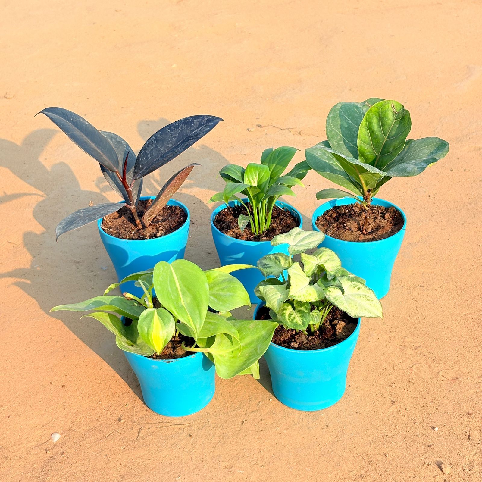 Set of 5 - Oxycardium Brazil /Vareigated, Rubber Black, Peace Lily, Fiddle Leaf Fig / Ficus Lyrata & Syngonium Yammi in 4 Inch English Blue Premium Daisy Plastic Planter