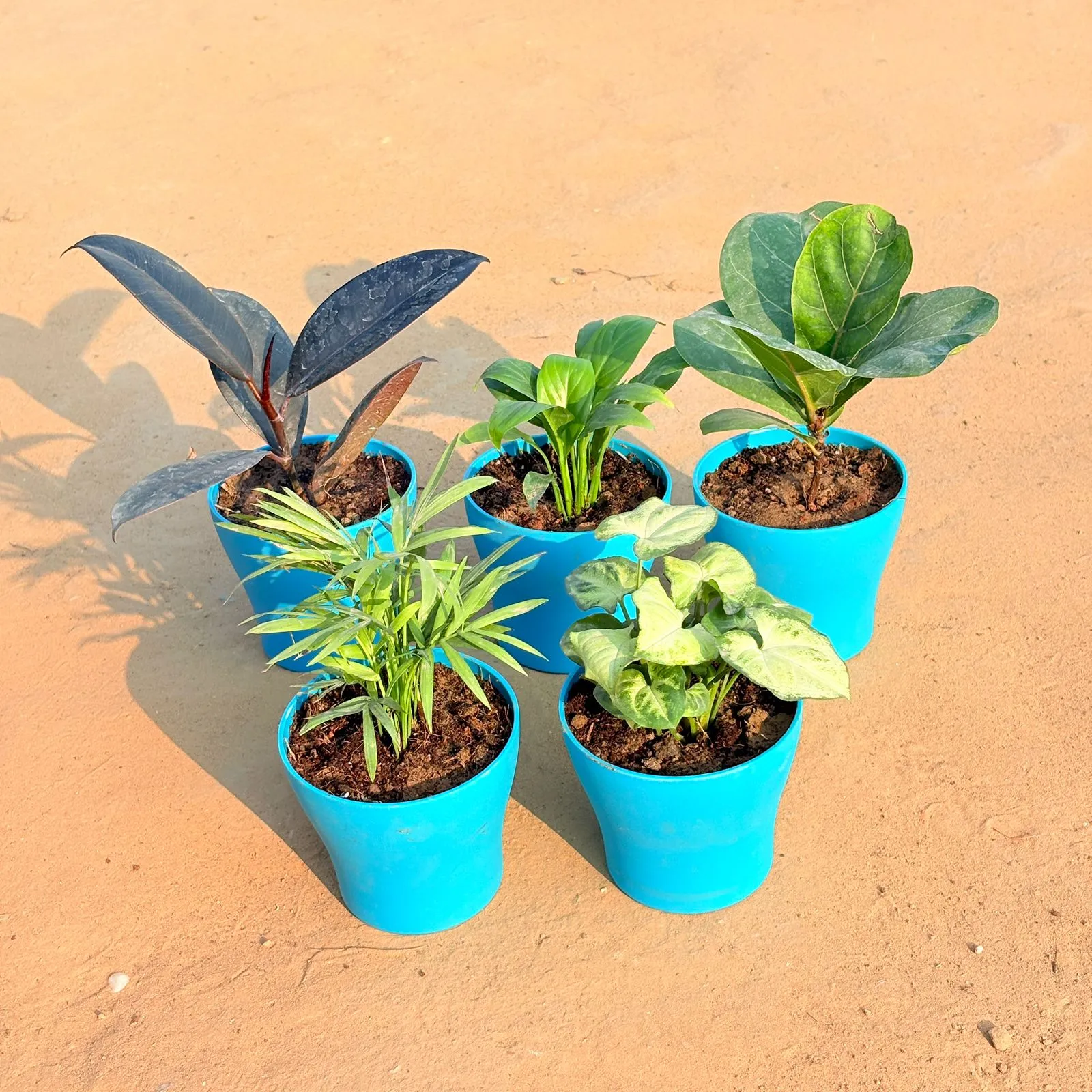 Set of 5 - Chamaedorea Palm, Rubber Black, Peace Lily, Fiddle Leaf Fig / Ficus Lyrata & Syngonium Yammi in 4 Inch English Blue Premium Daisy Plastic Planter