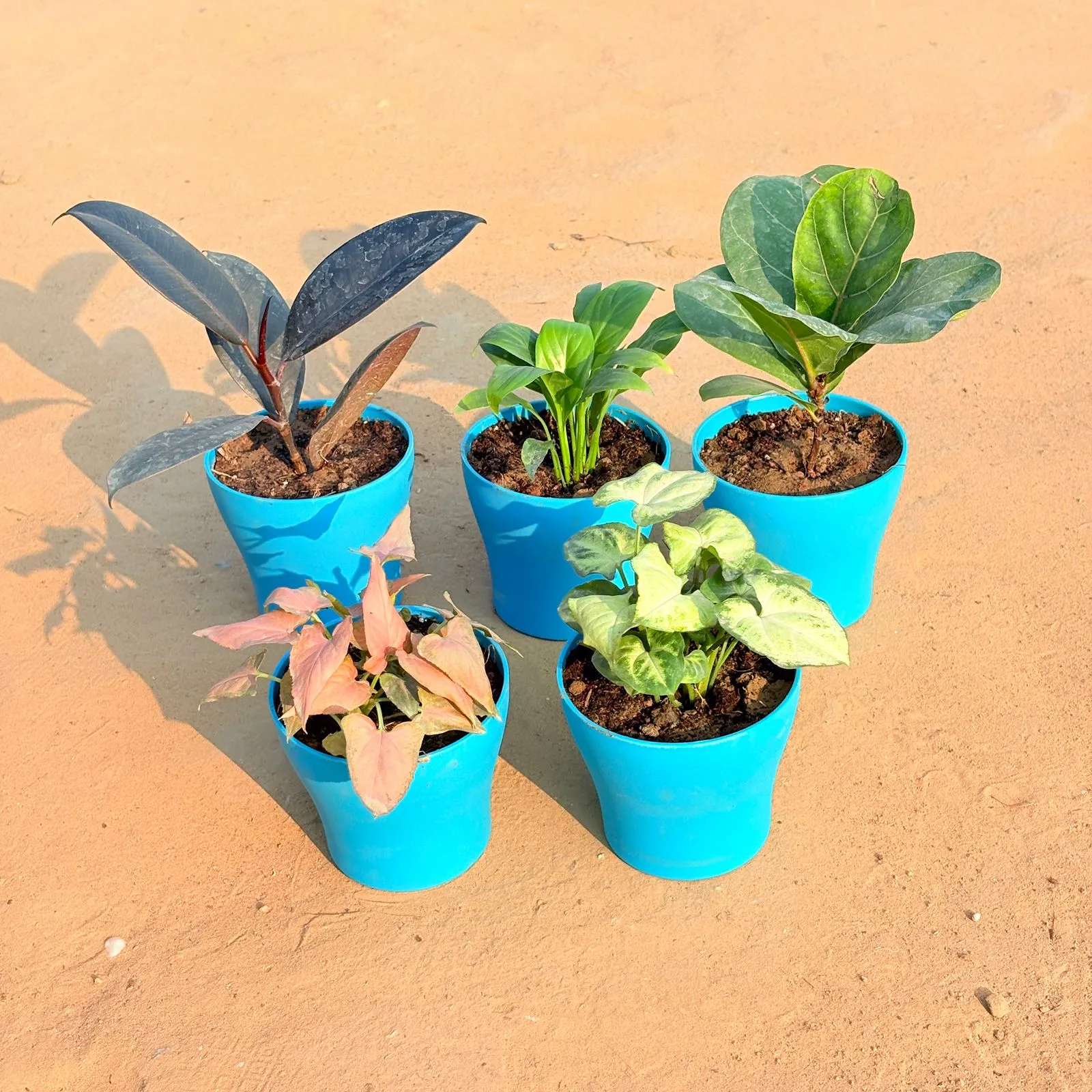 Set of 5 - Syngonium Pink Arrowhead, Rubber Black, Peace Lily, Fiddle Leaf Fig / Ficus Lyrata & Syngonium Yammi in 4 Inch English Blue Premium Daisy Plastic Planter