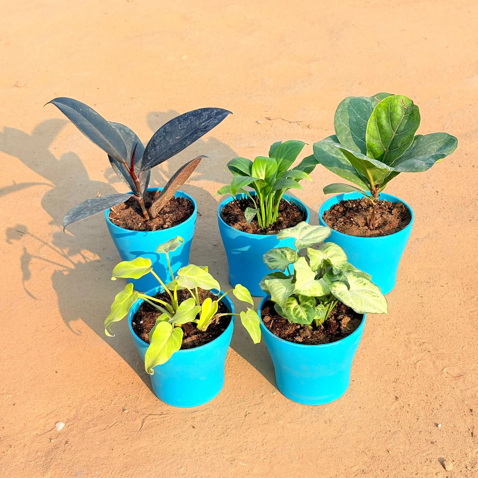 Set of 5 - Xanadu Golden, Rubber Black, Peace Lily, Fiddle Leaf Fig / Ficus Lyrata & Syngonium Yammi in 4 Inch English Blue Premium Daisy Plastic Planter