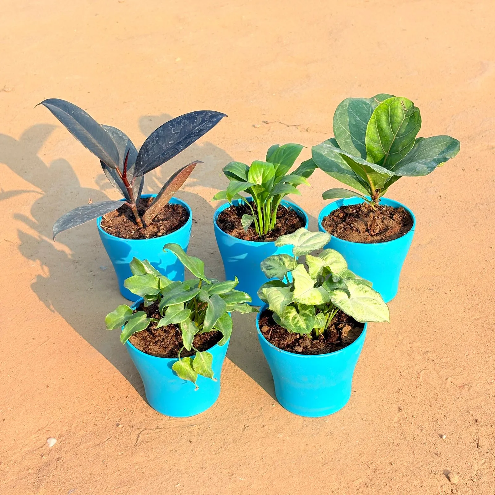 Set of 5 - Xanadu Green, Rubber Black, Peace Lily, Fiddle Leaf Fig / Ficus Lyrata & Syngonium Yammi in 4 Inch English Blue Premium Daisy Plastic Planter