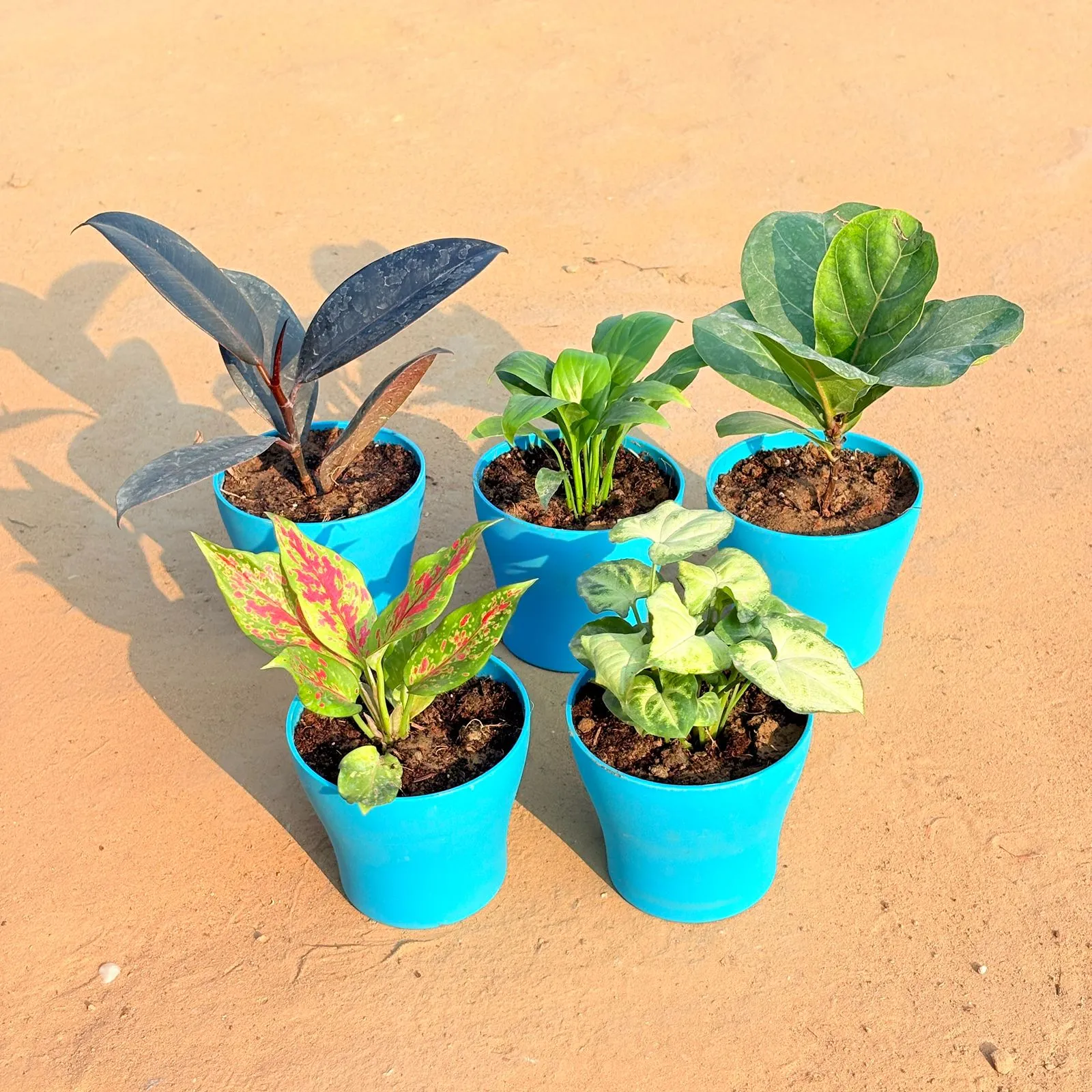 Set of 5 - Aglaonema Pink Dalmatian / Valentine, Rubber Black, Peace Lily, Fiddle Leaf Fig / Ficus Lyrata & Syngonium Yammi in 4 Inch English Blue Premium Daisy Plastic Planter
