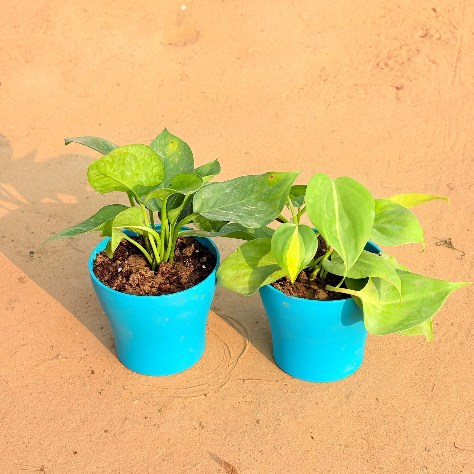 Set of 2 - Money Plant Green & Oxycardium Brazil /Vareigated in 4 Inch English Blue Premium Daisy Plastic Planter