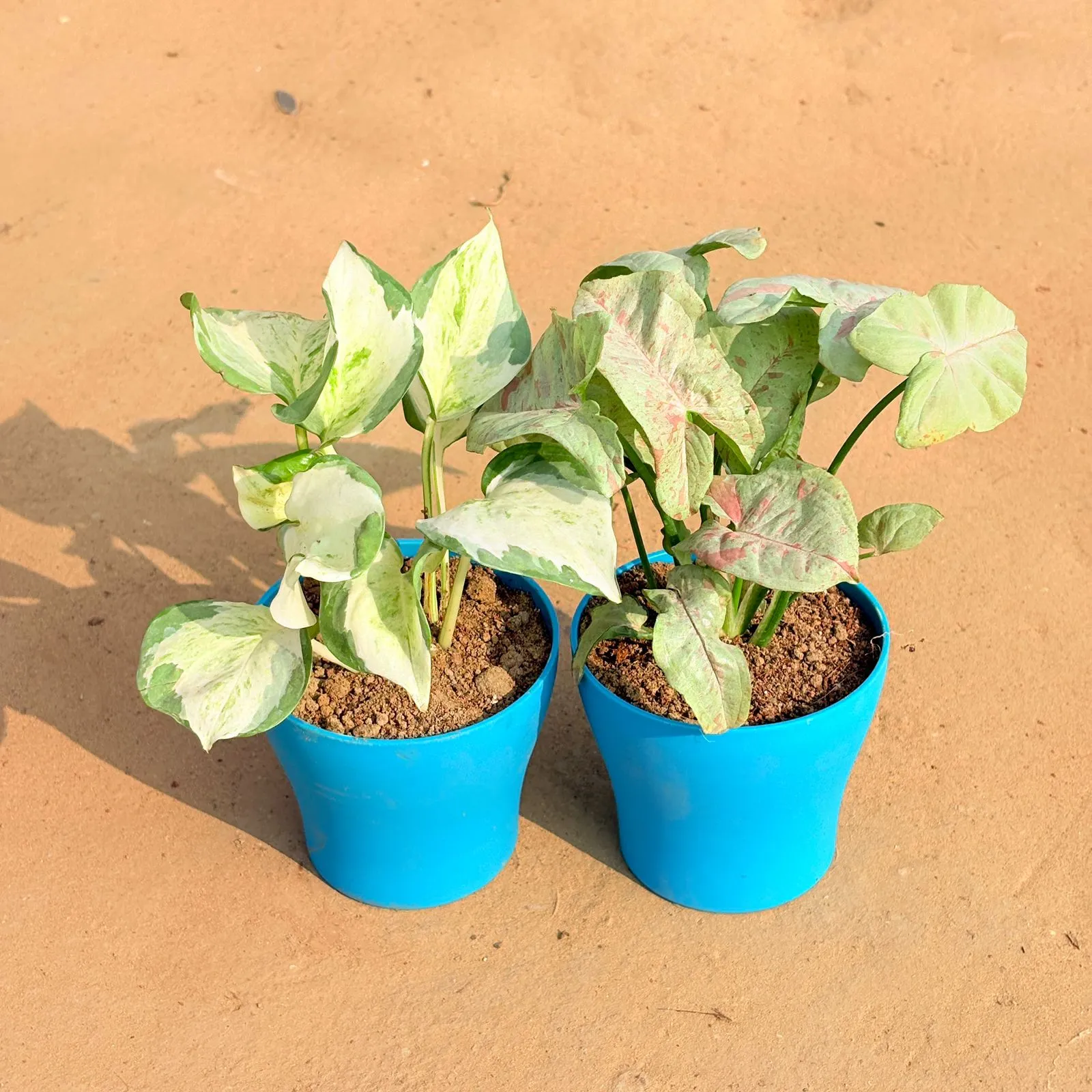 Set of 2 - Marble Money Plant & Syngonium Candyfloss in 4 Inch English Blue Premium Daisy Plastic Planter