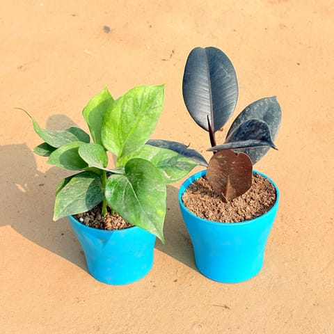 Set of 2 - Money Plant Green & Rubber Black in 4 Inch Live Fresh Plant English Blue Premium Daisy Plastic Planter in Churchgate