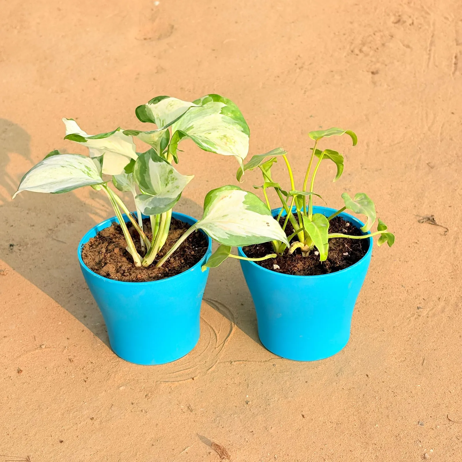 Set of 2 - Marble Money Plant & Xanadu Golden in 4 Inch English Blue Premium Daisy Plastic Planter