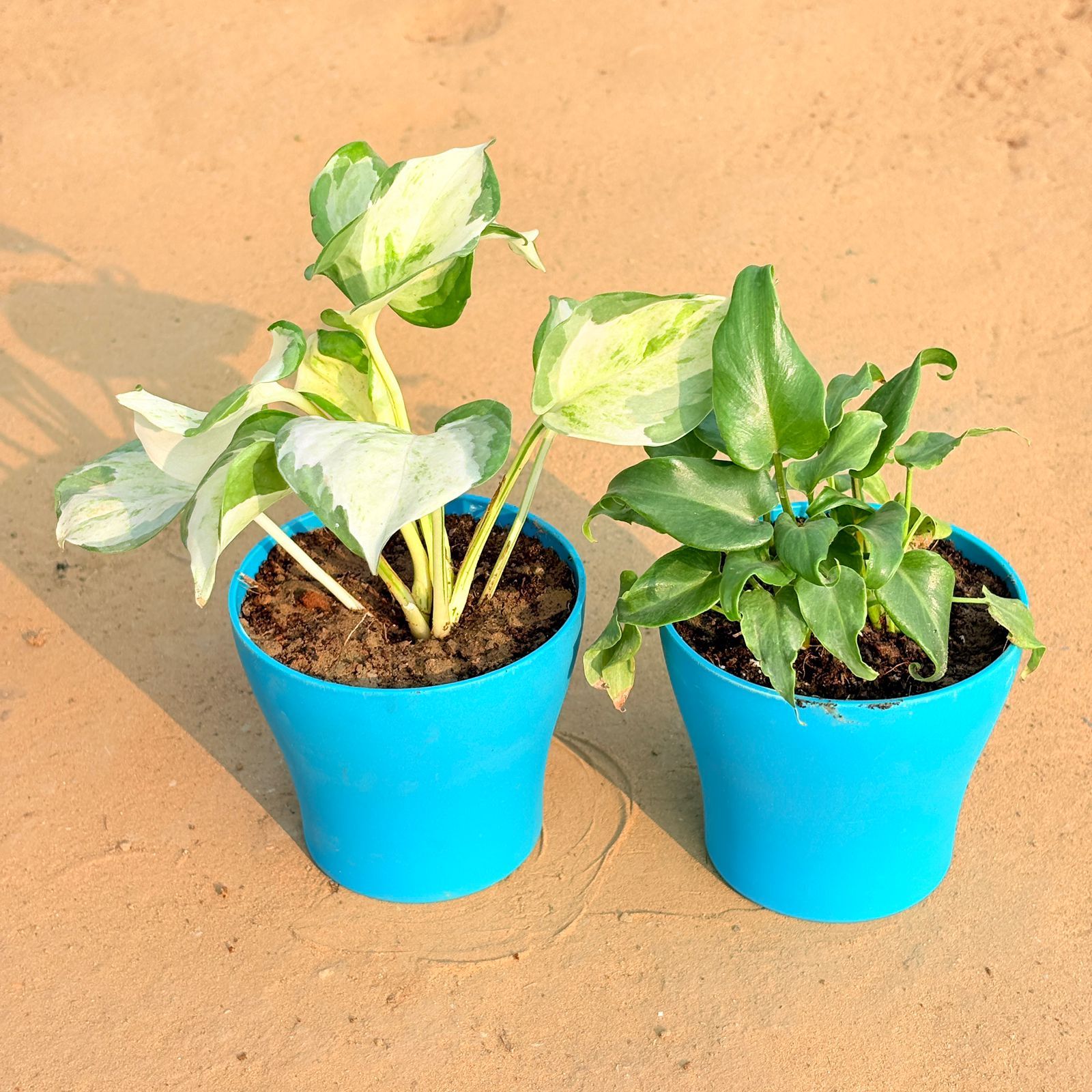 Set of 2 - Marble Money Plant & Xanadu Green in 4 Inch English Blue Premium Daisy Plastic Planter