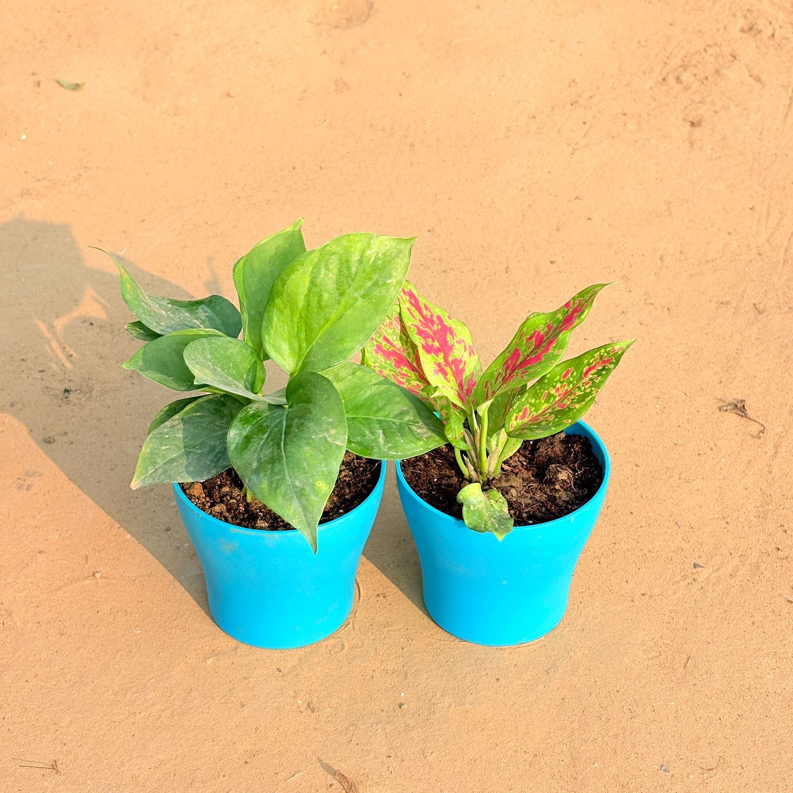 Set of 2 - Money Plant Green & Aglaonema Pink Dalmatian / Valentine in 4 Inch English Blue Premium Daisy Plastic Planter