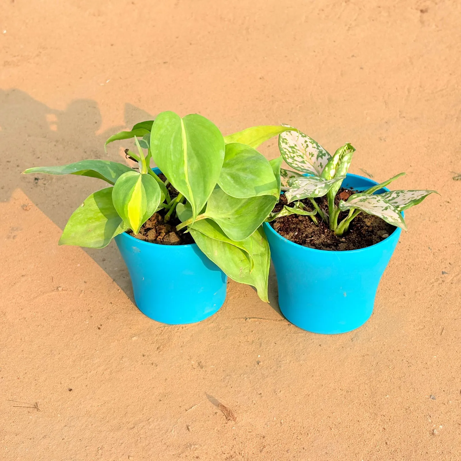 Set of 2 - Oxycardium Brazil /Vareigated & Aglaonema White in 4 Inch English Blue Premium Daisy Plastic Planter