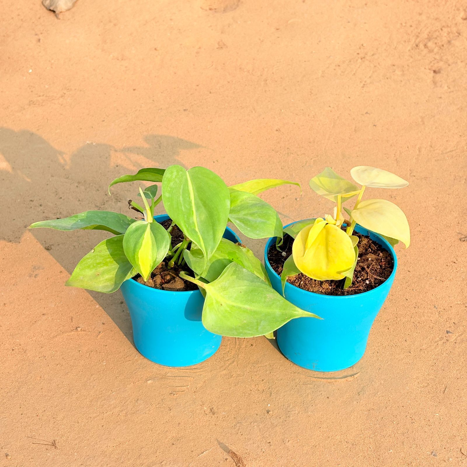 Set of 2 - Oxycardium Brazil /Vareigated & Oxycardium Golden in 4 Inch English Blue Premium Daisy Plastic Planter