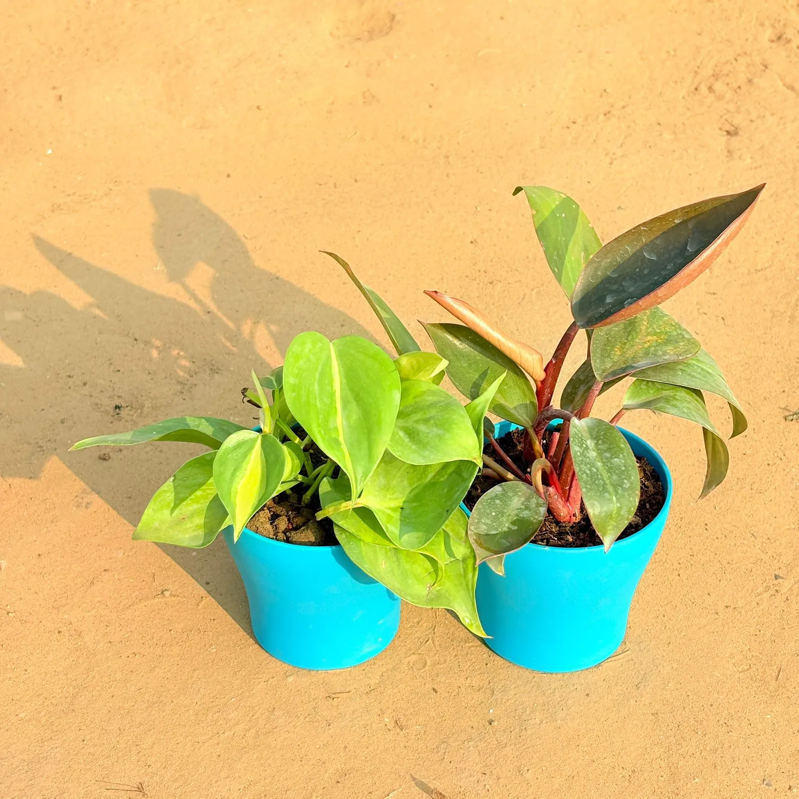 Set of 2 - Oxycardium Brazil /Vareigated & Philodendron Red in 4 Inch English Blue Premium Daisy Plastic Planter