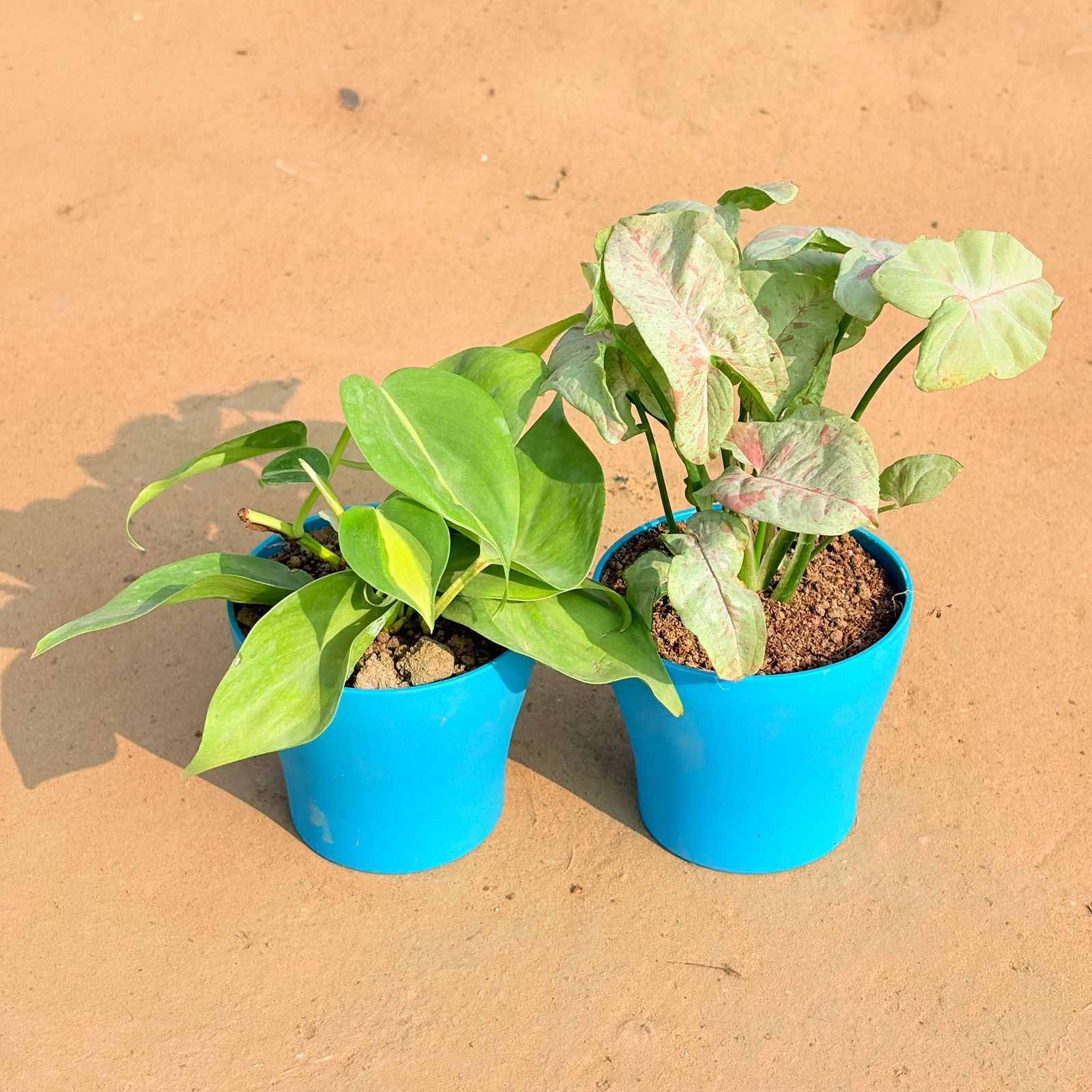 Set of 2 - Oxycardium Brazil /Vareigated & Syngonium Candyfloss in 4 Inch English Blue Premium Daisy Plastic Planter