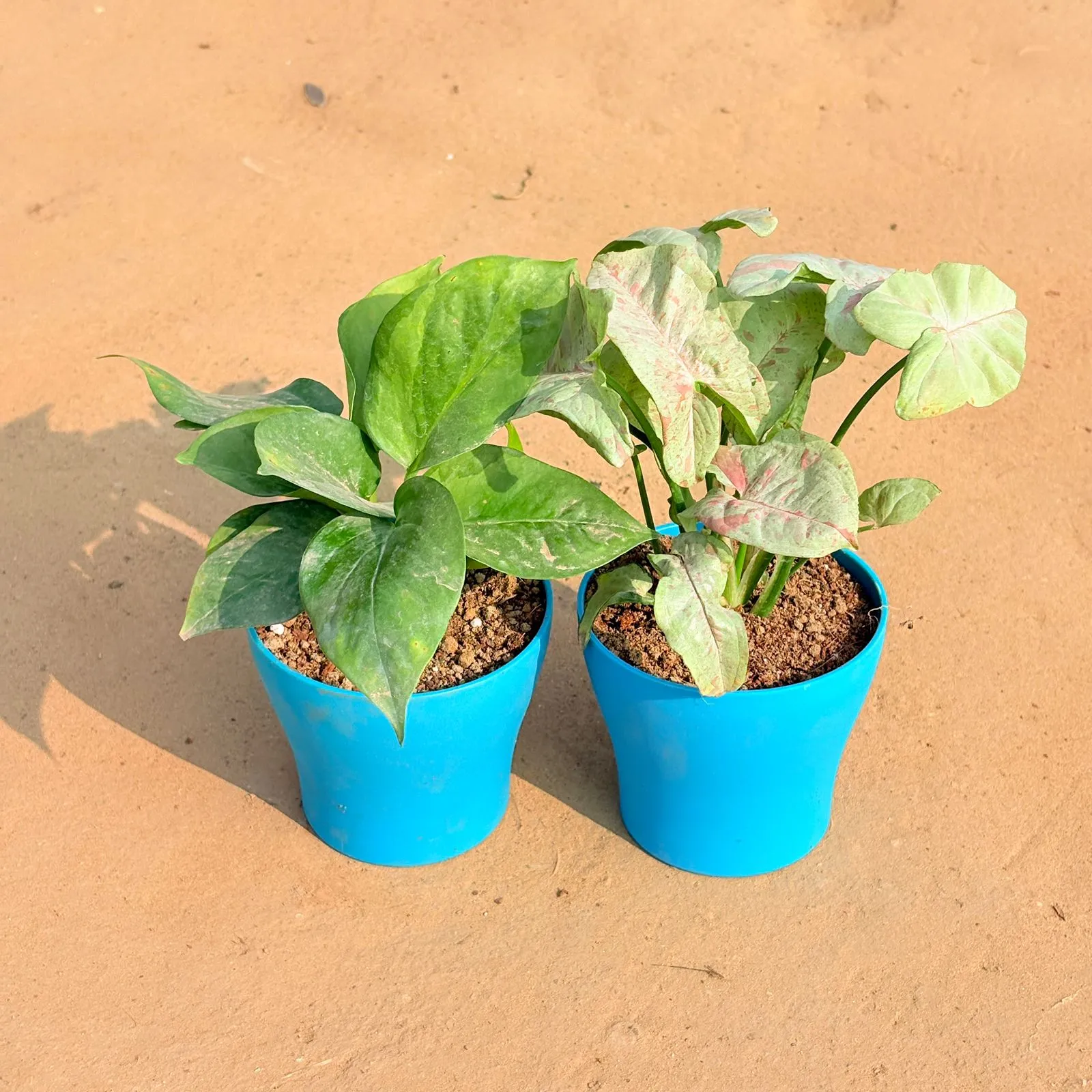 Set of 2 - Money Plant Green & Syngonium Candyfloss in 4 Inch English Blue Premium Daisy Plastic Planter