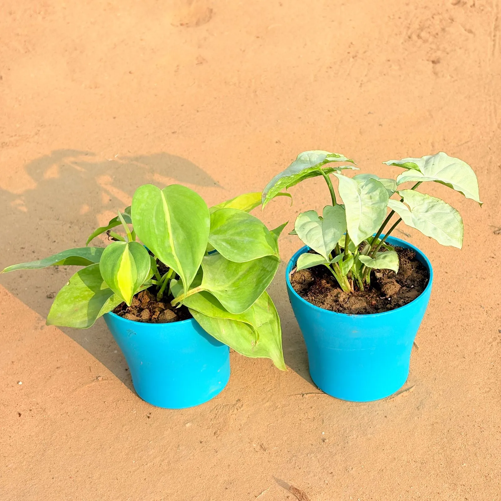 Set of 2 - Oxycardium Brazil /Vareigated & Syngonium White in 4 Inch English Blue Premium Daisy Plastic Planter