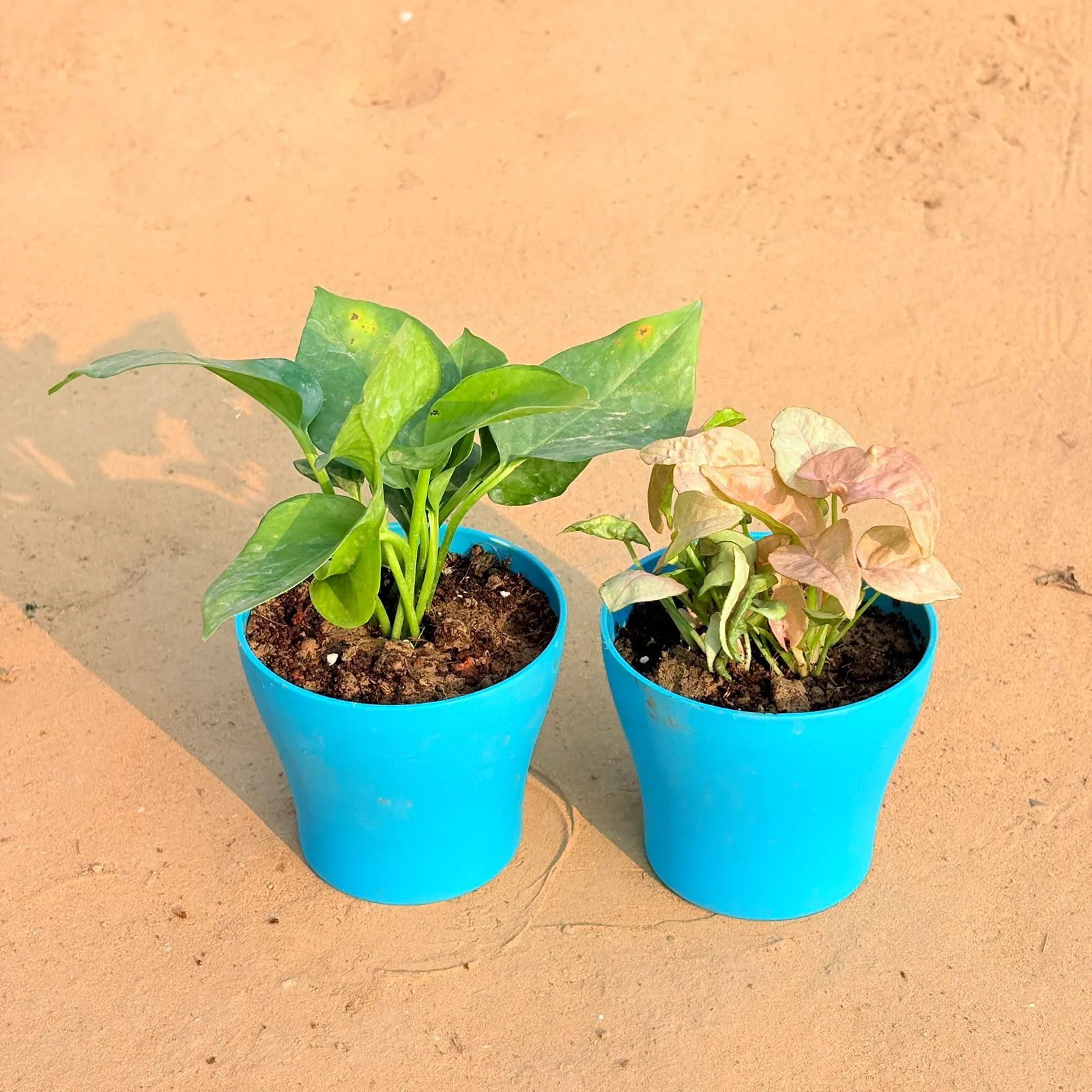 Set of 2 - Money Plant Green & Syngonium Pink in 4 Inch English Blue Premium Daisy Plastic Planter