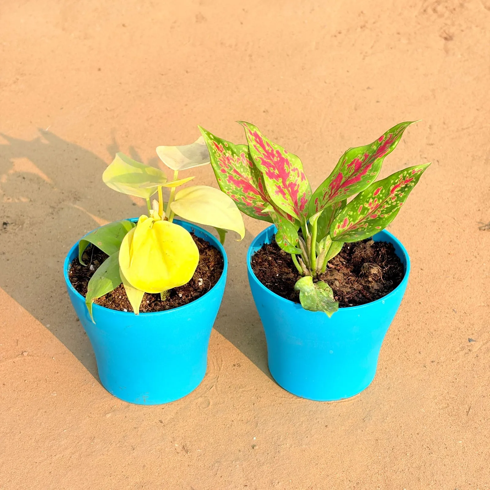 Set of 2 - Oxycardium Golden & Aglaonema Pink Dalmatian / Valentine in 4 Inch English Blue Premium Daisy Plastic Planter