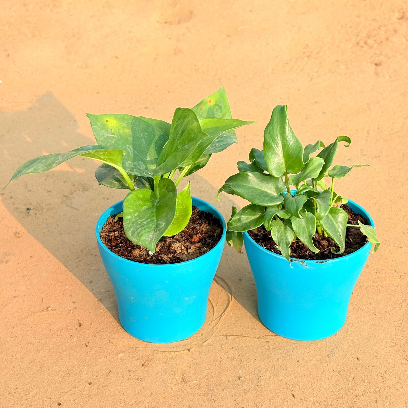 Set of 2 - Money Plant Green & Xanadu Green in 4 Inch English Blue Premium Daisy Plastic Planter