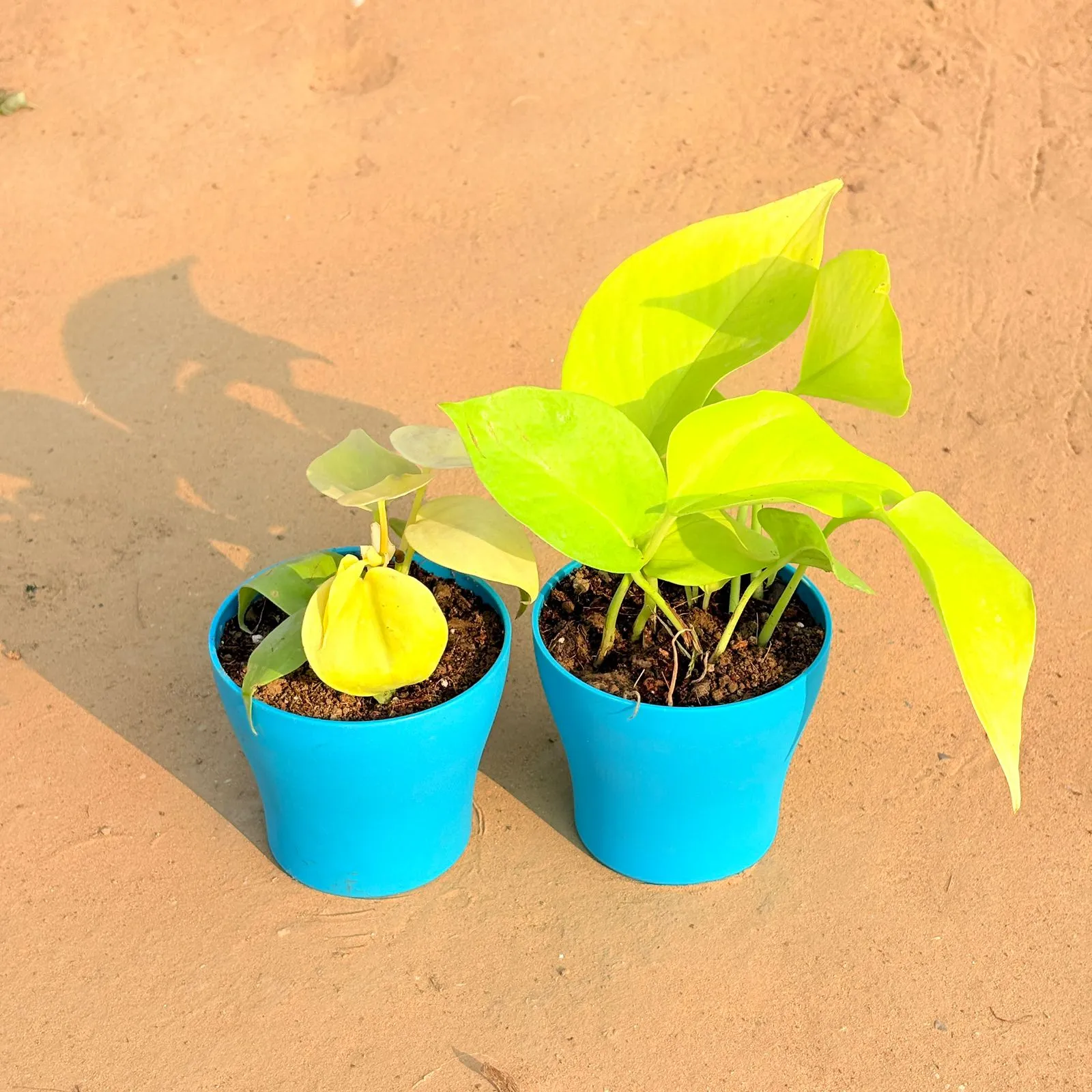 Set of 2 - Oxycardium Golden & Golden Money Plant in 4 Inch English Blue Premium Daisy Plastic Planter