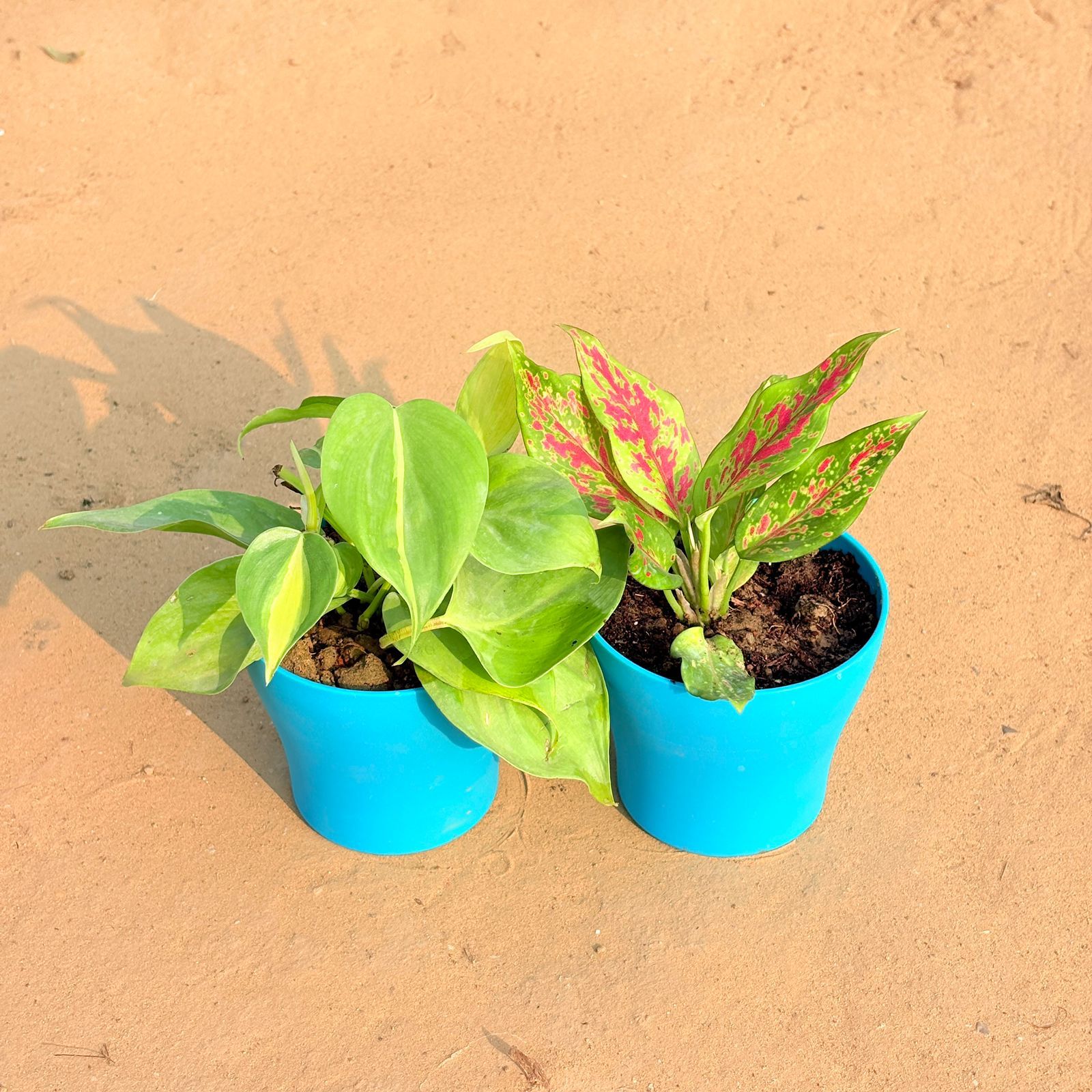 Set of 2 - Oxycardium Brazil /Vareigated & Aglaonema Pink Dalmatian / Valentine in 4 Inch English Blue Premium Daisy Plastic Planter