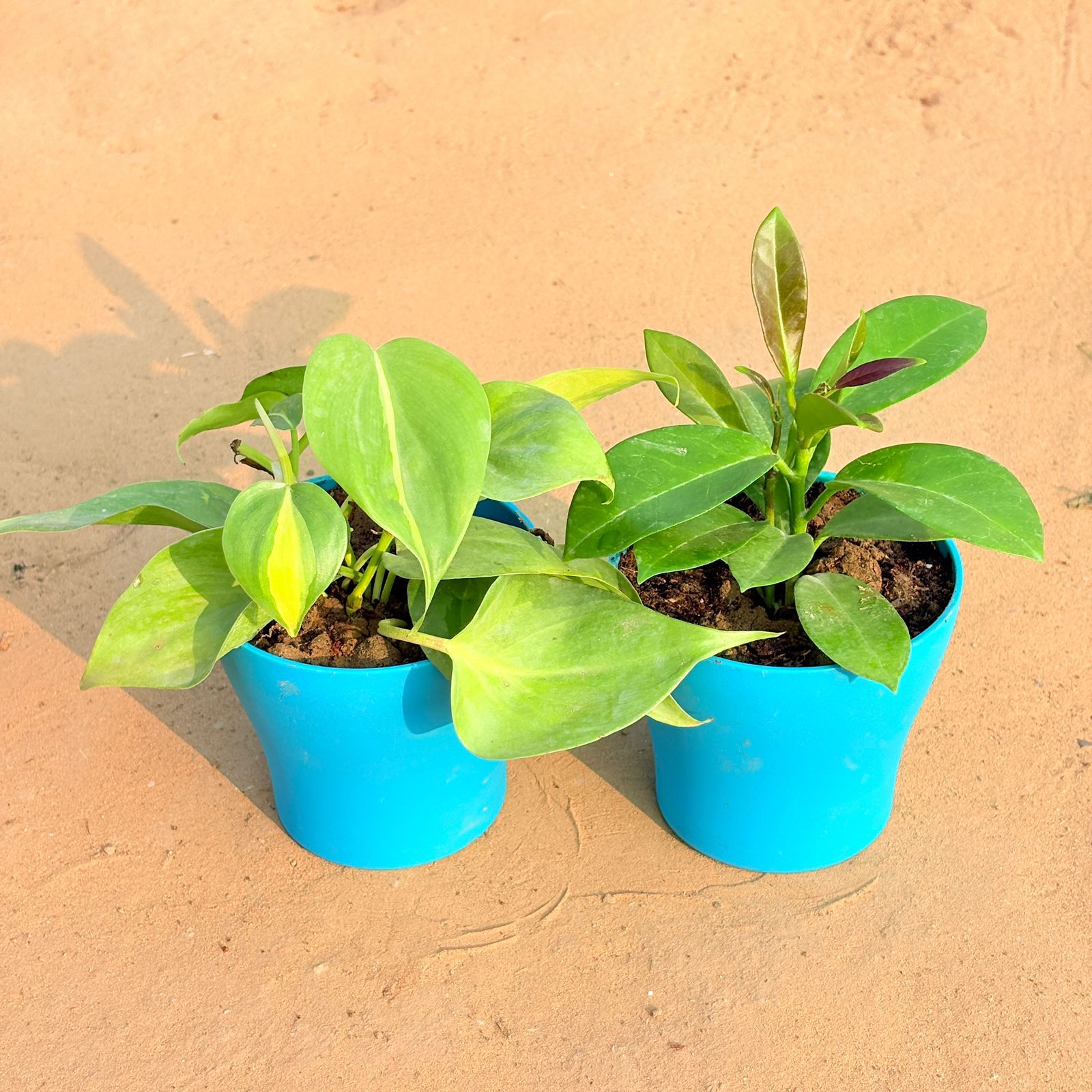 Set of 2 - Oxycardium Brazil /Vareigated & Hoya Carnosa in 4 Inch English Blue Premium Daisy Plastic Planter
