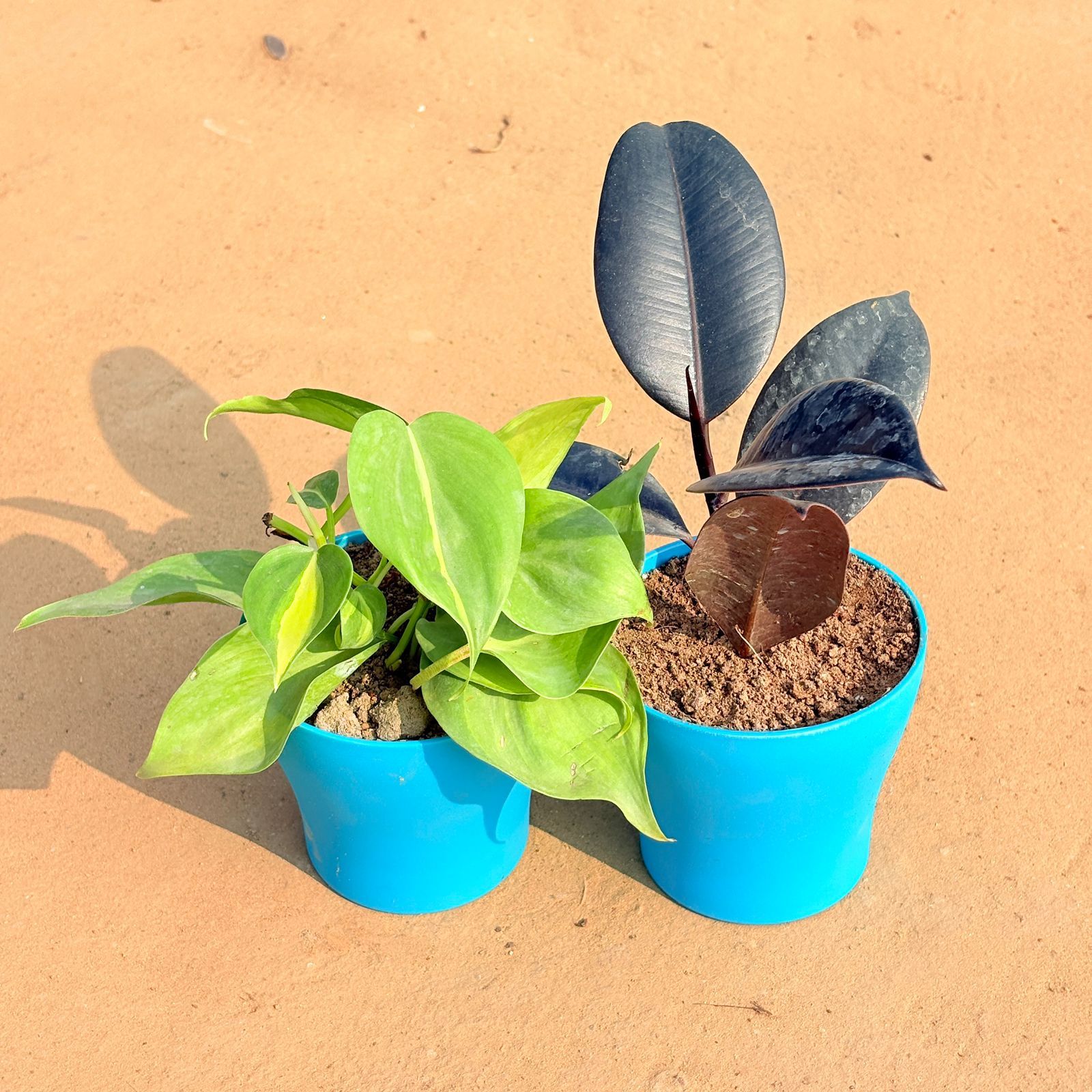 Set of 2 - Oxycardium Brazil /Vareigated & Rubber Black in 4 Inch English Blue Premium Daisy Plastic Planter