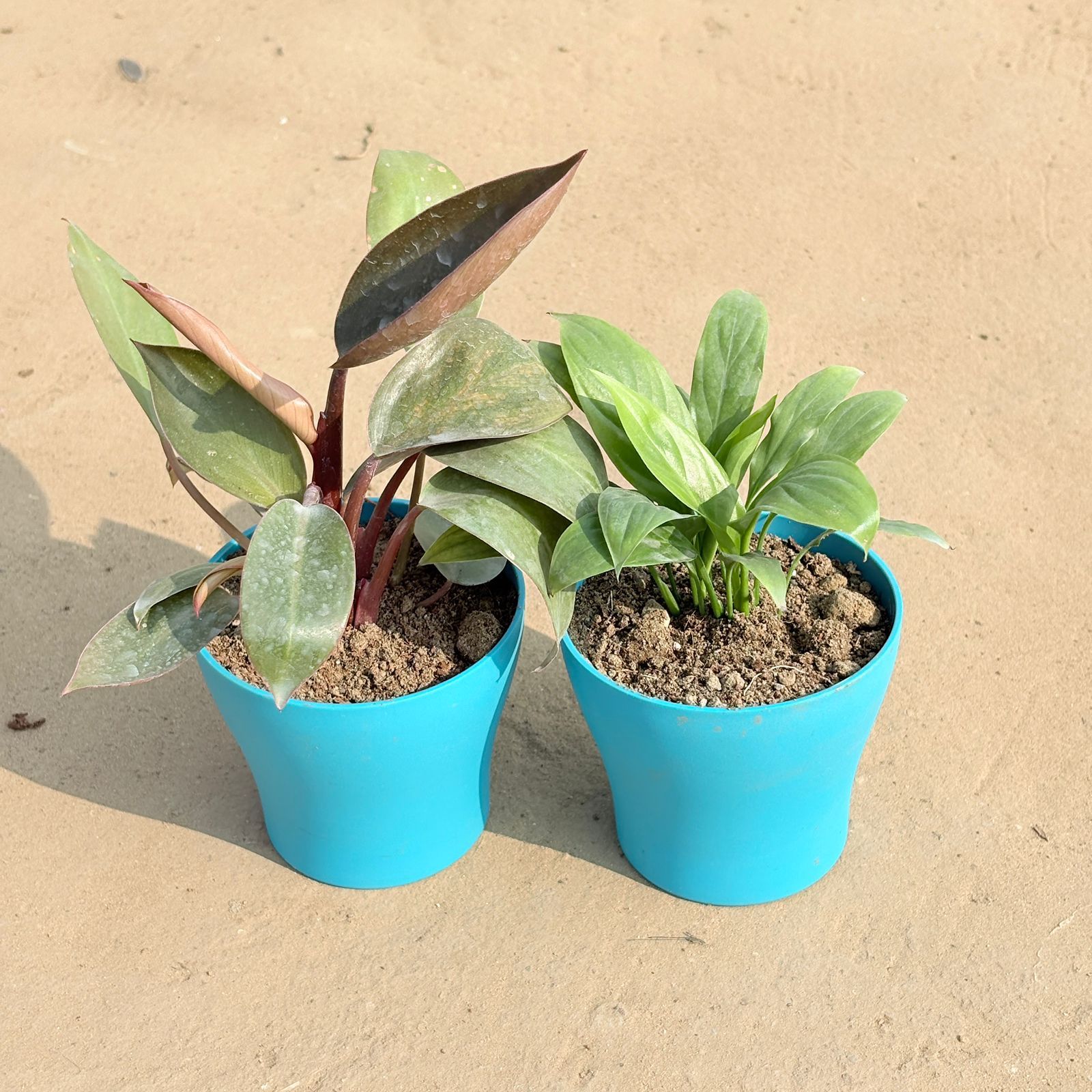 Set of 2 - Philodendron Red & Peace Lily in 4 Inch English Blue Premium Daisy Plastic Planter