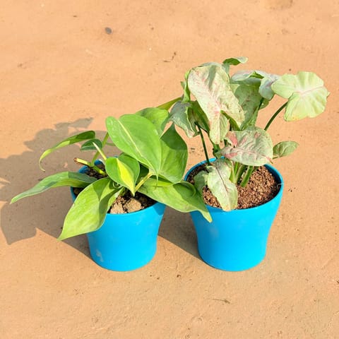 Set of 2 - Oxycardium Brazil /Vareigated & Syngonium Candyfloss in 4 Inch Live Plant English Blue Premium Daisy Plastic Planter