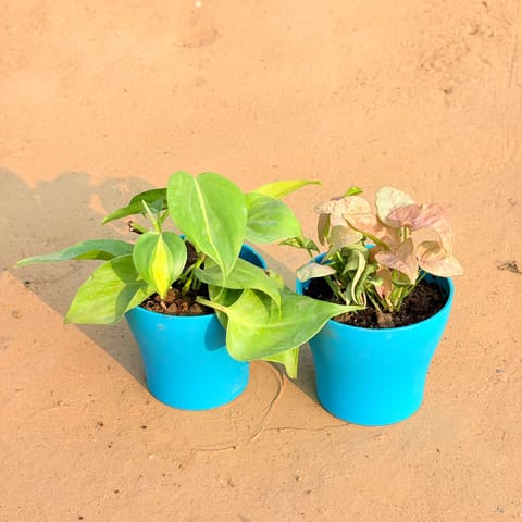 Set of 2 - Oxycardium Brazil /Vareigated & Syngonium Pink in 4 Inch English Blue Premium Daisy Plastic Planter